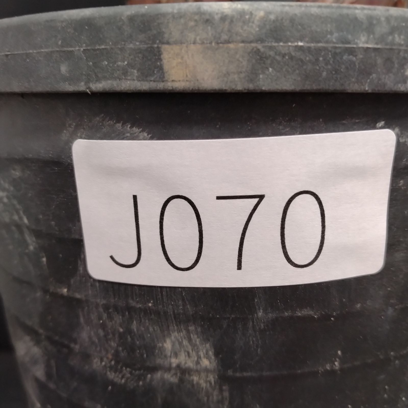 J070【自社養生株】メストクレマ（現地球・発根株・鉢植え）【塊根植物