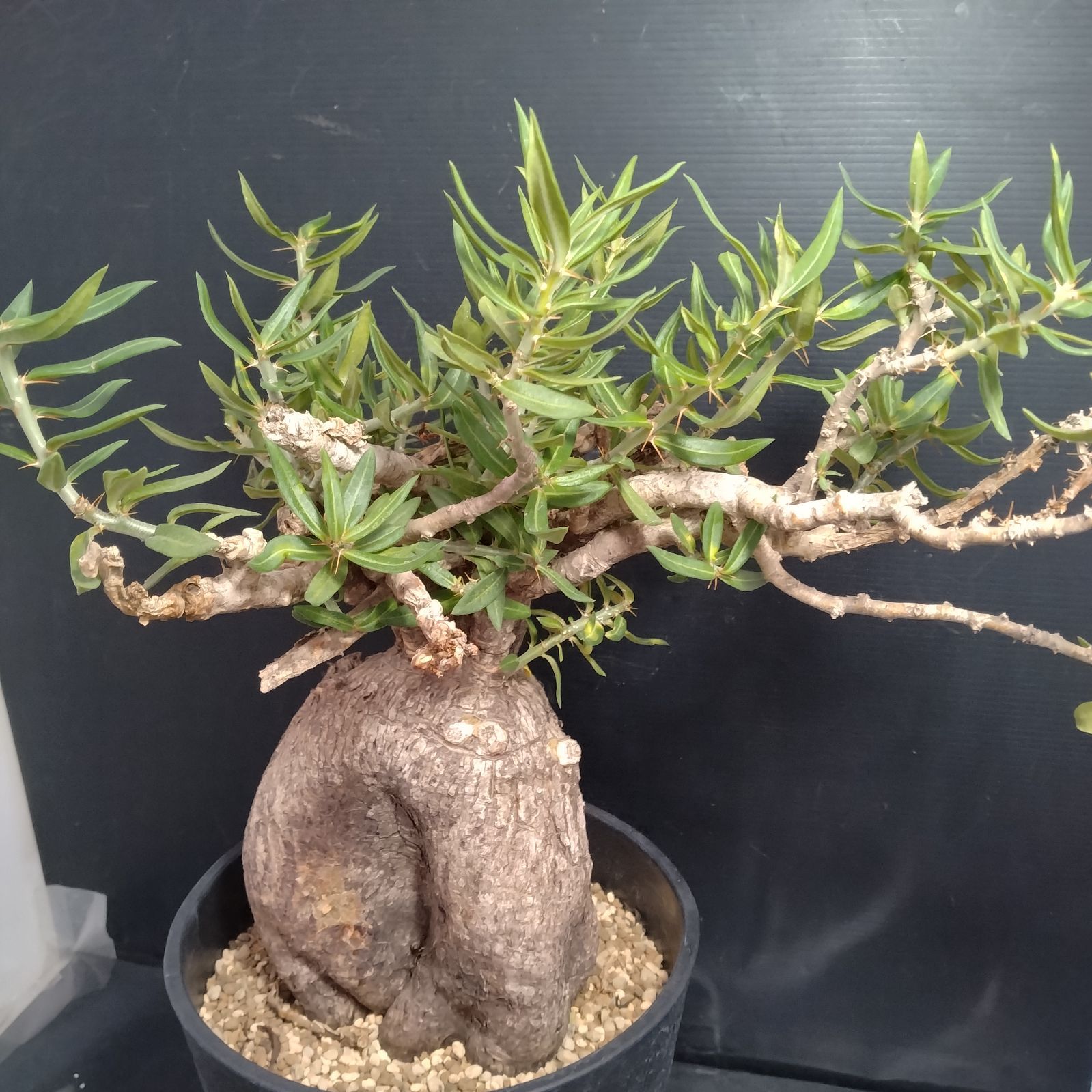 J075【自社養生株】パキポディウム ビスピノーサム（現地球・発根株