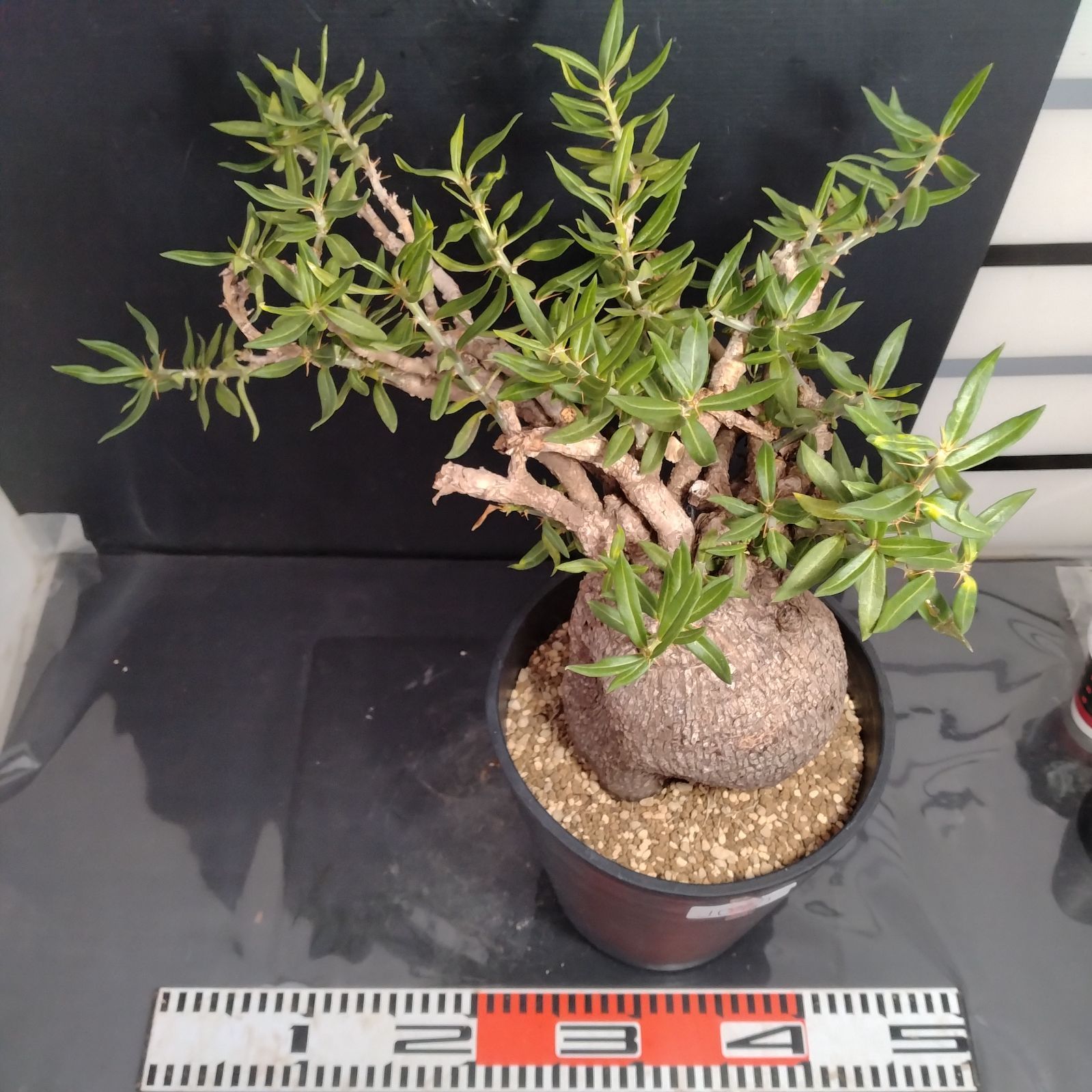 J075【自社養生株】パキポディウム ビスピノーサム（現地球・発根株