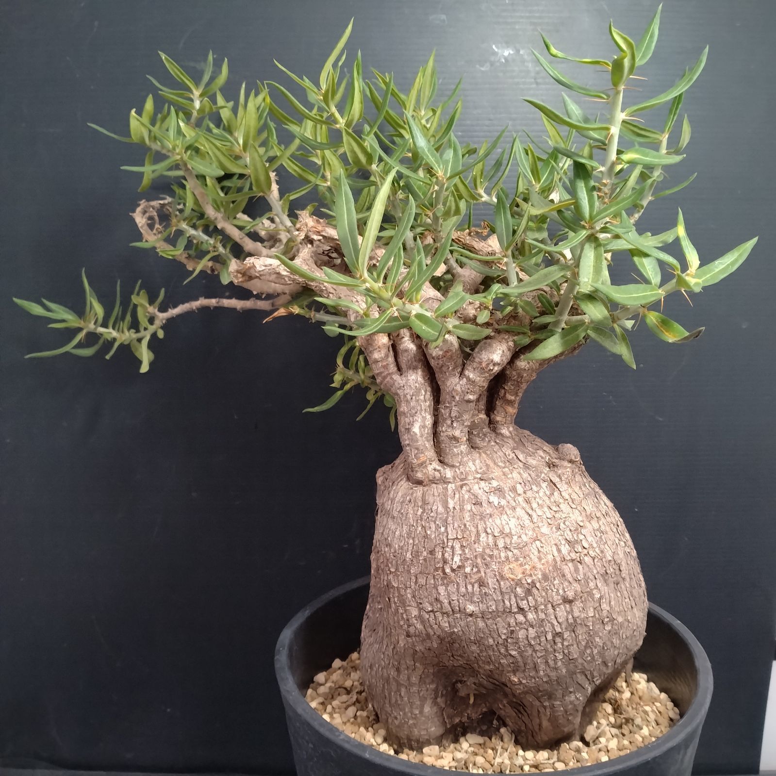 塊根植物 パキポディウムビスピノーサム J075【自社養生株】パキポディウム ビスピノーサム（現地球・発根株