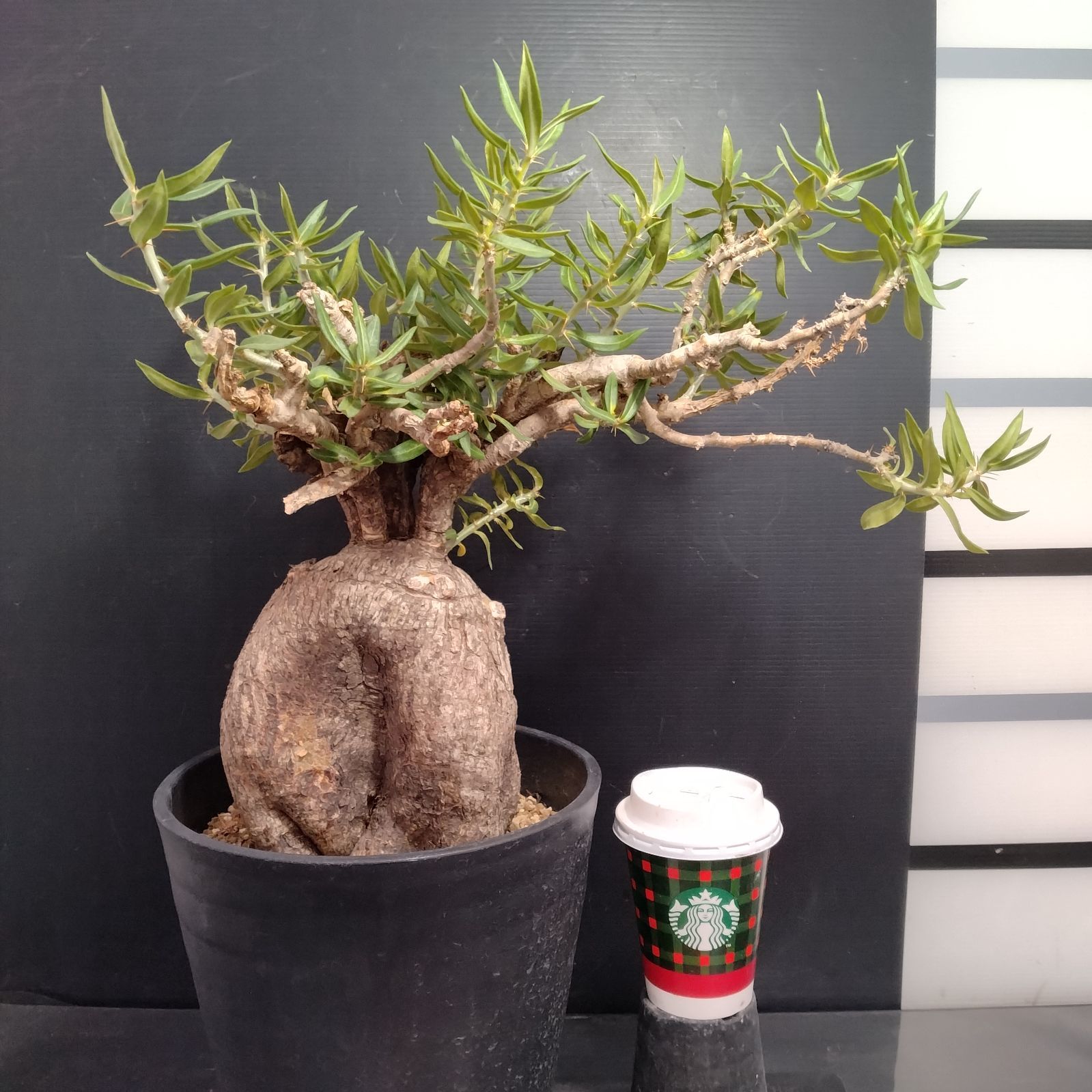 J075【自社養生株】パキポディウム ビスピノーサム（現地球・発根株