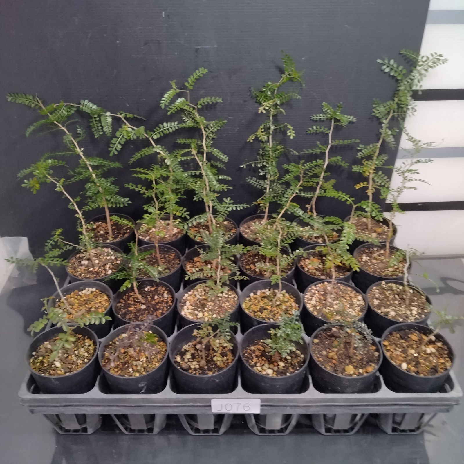 【希少】オペルクリカリア　ムルチジュガ　根挿し株　メルカリ便発送 2026年最新】オペルクリカリア ムルチジュガの人気アイテム - メルカリ