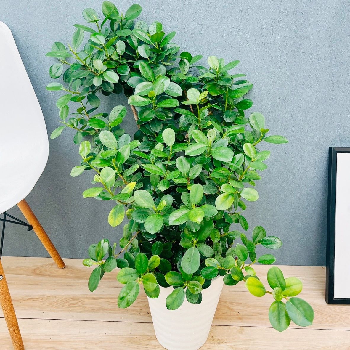 現品］【希少】86番 パンダガジュマル 8号 観葉植物 室内 レア ゴムの