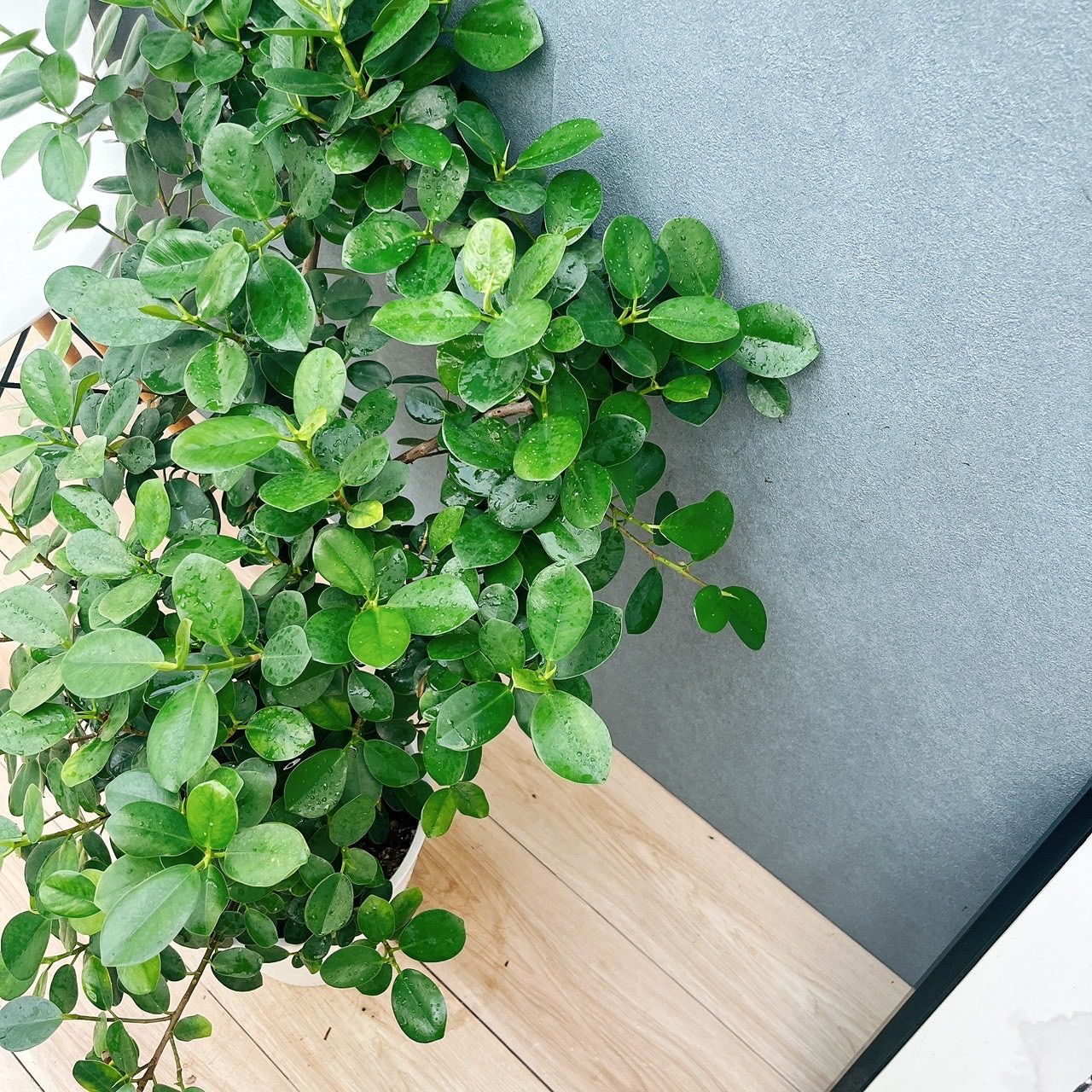 現品］【希少】86番 パンダガジュマル 8号 観葉植物 室内 レア ゴムの