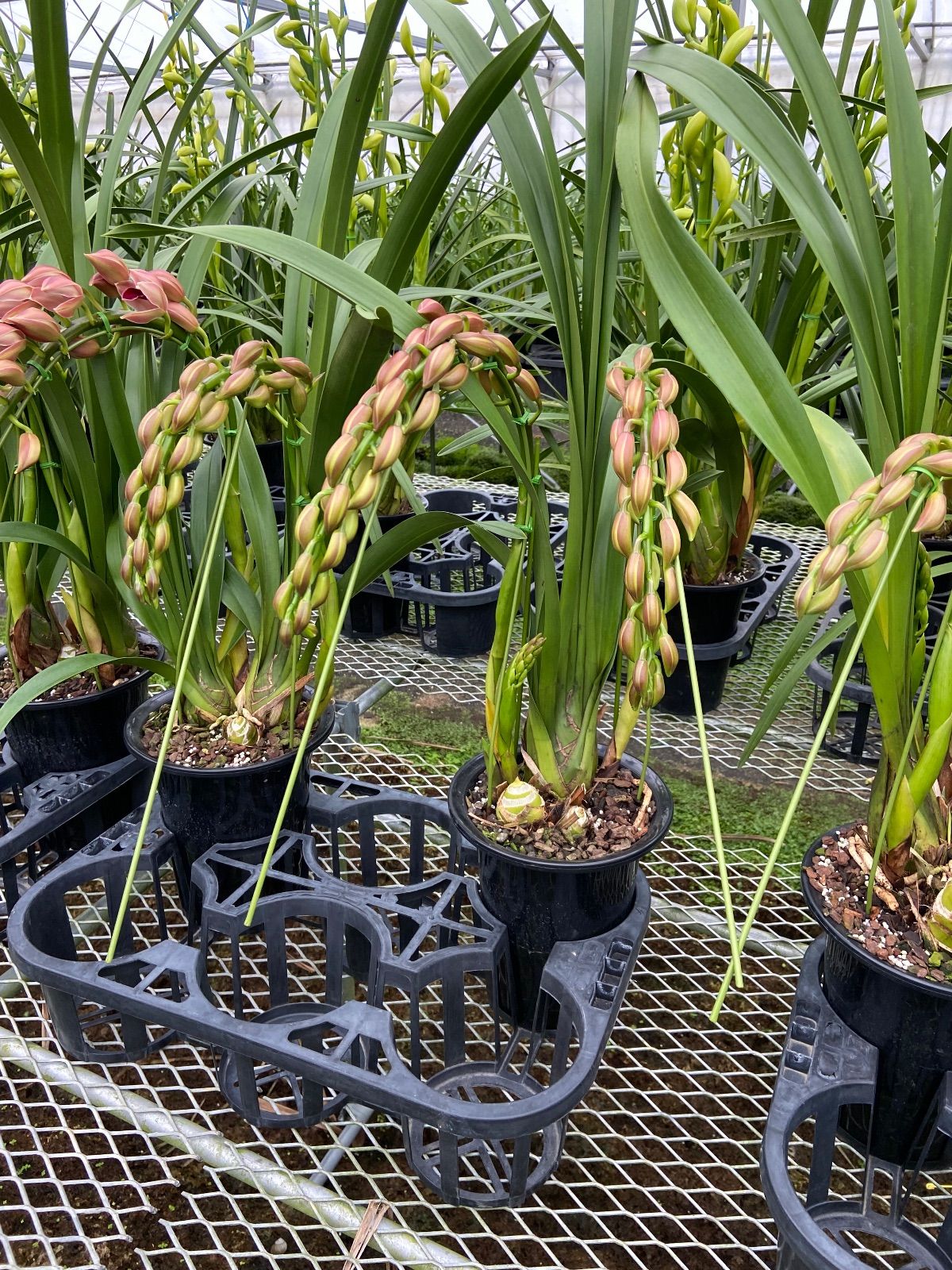 洋蘭 シンビジューム ブライトデュー 2本アーチ15cm陶器鉢 - メルカリ