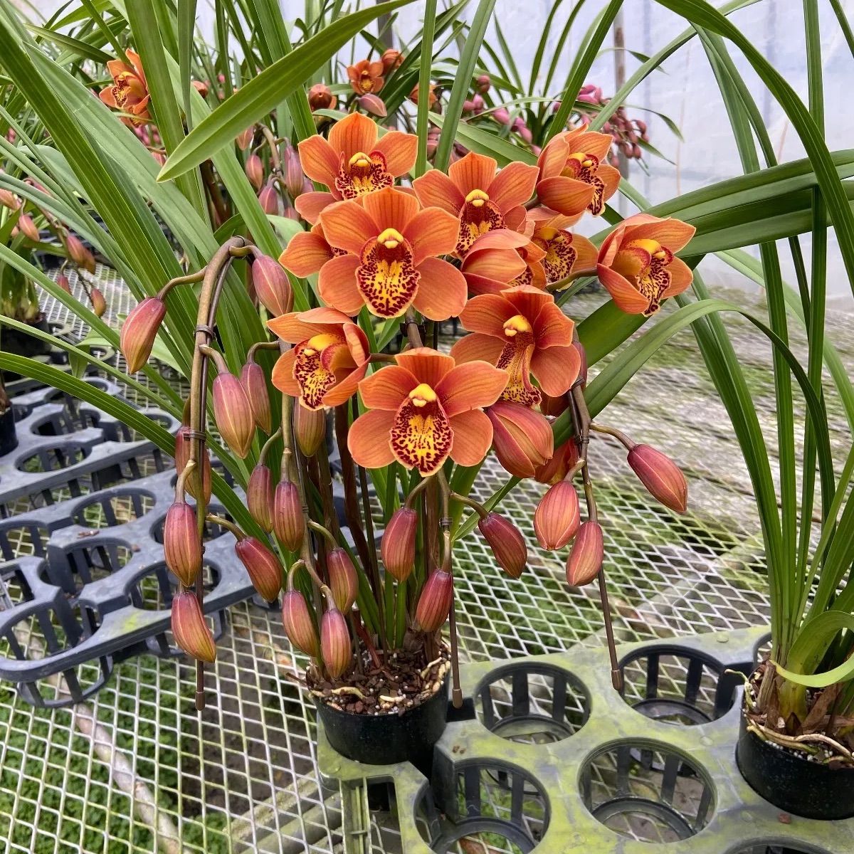 【特選】　洋蘭　シンビジューム　6寸 6本立 マジョリカ 特選】 洋蘭 シンビジューム 6寸 6本立 マジョリカ シンビジウム<湘南