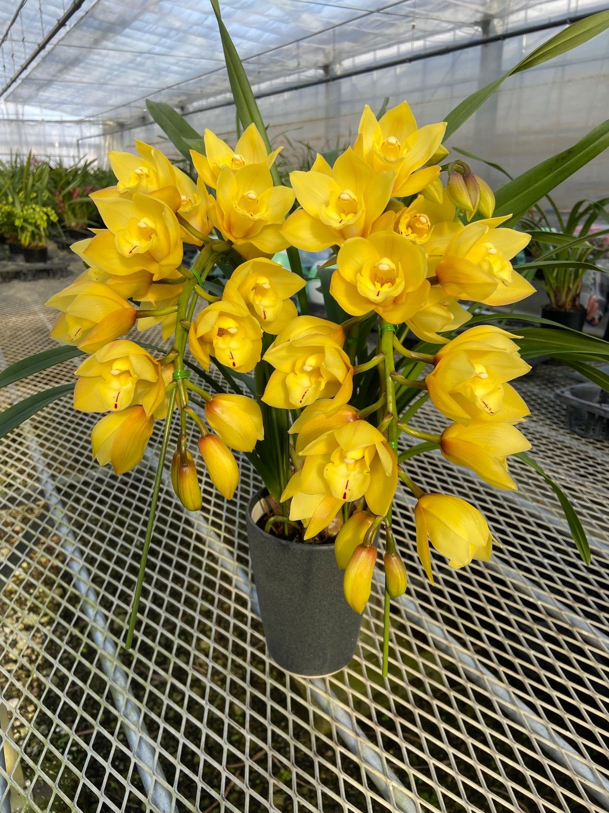 洋蘭 シンビジューム ゴールドシップ 2本アーチ15cm陶器鉢 - メルカリ