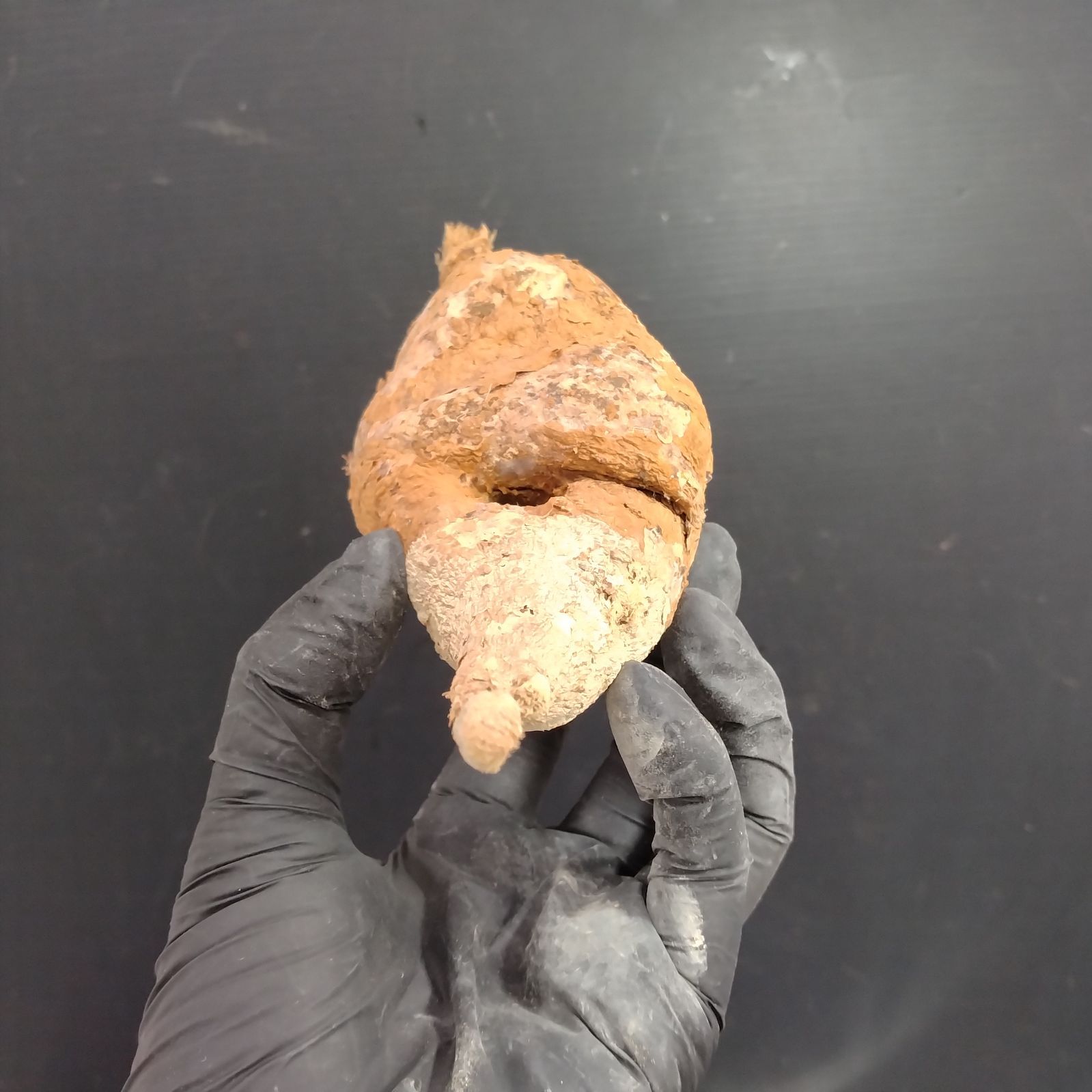 セ0517 「塊根植物」アデニア ペリエリ 大 抜き苗7⁄14最新到着 セ0507 「