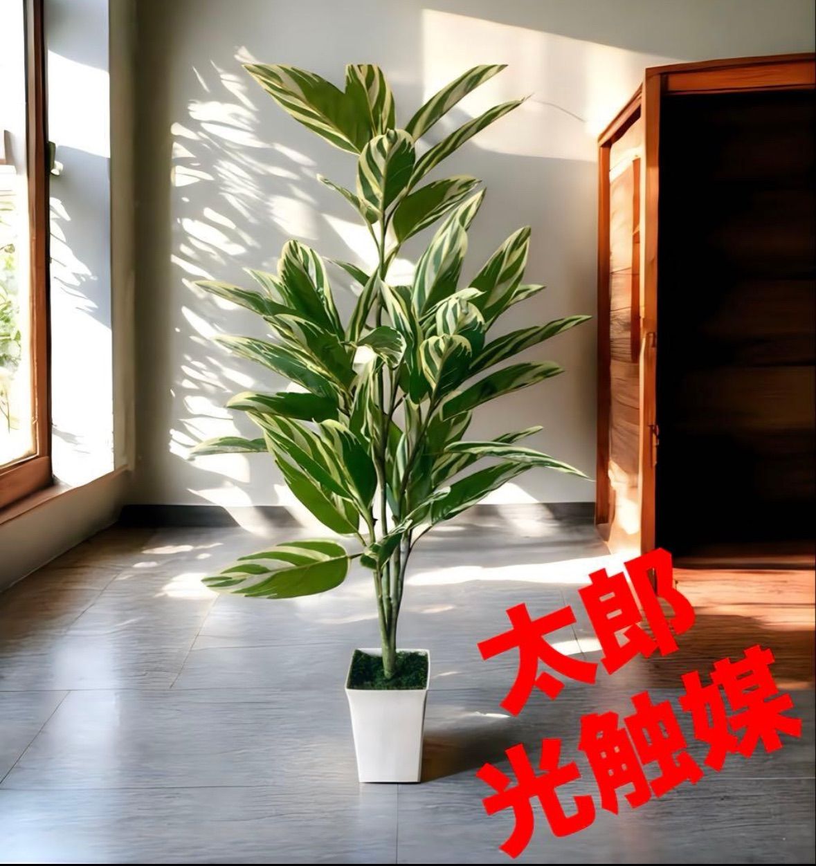 ムラサキオオニジダイコクコガネ Megaphanaeus lancifer ペア 【公式通販】