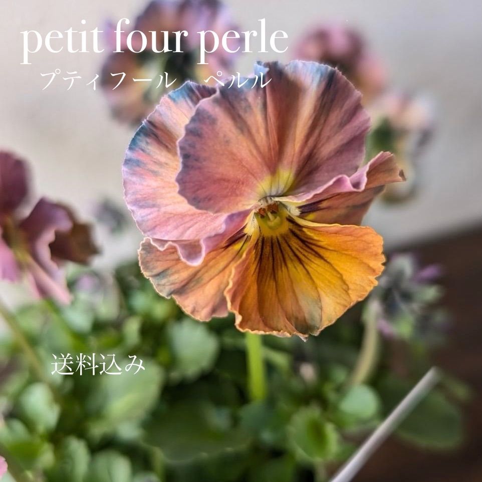 わ*び様 プティフール ビオラ 宇宙なペルル 花苗 希少 わ*び様