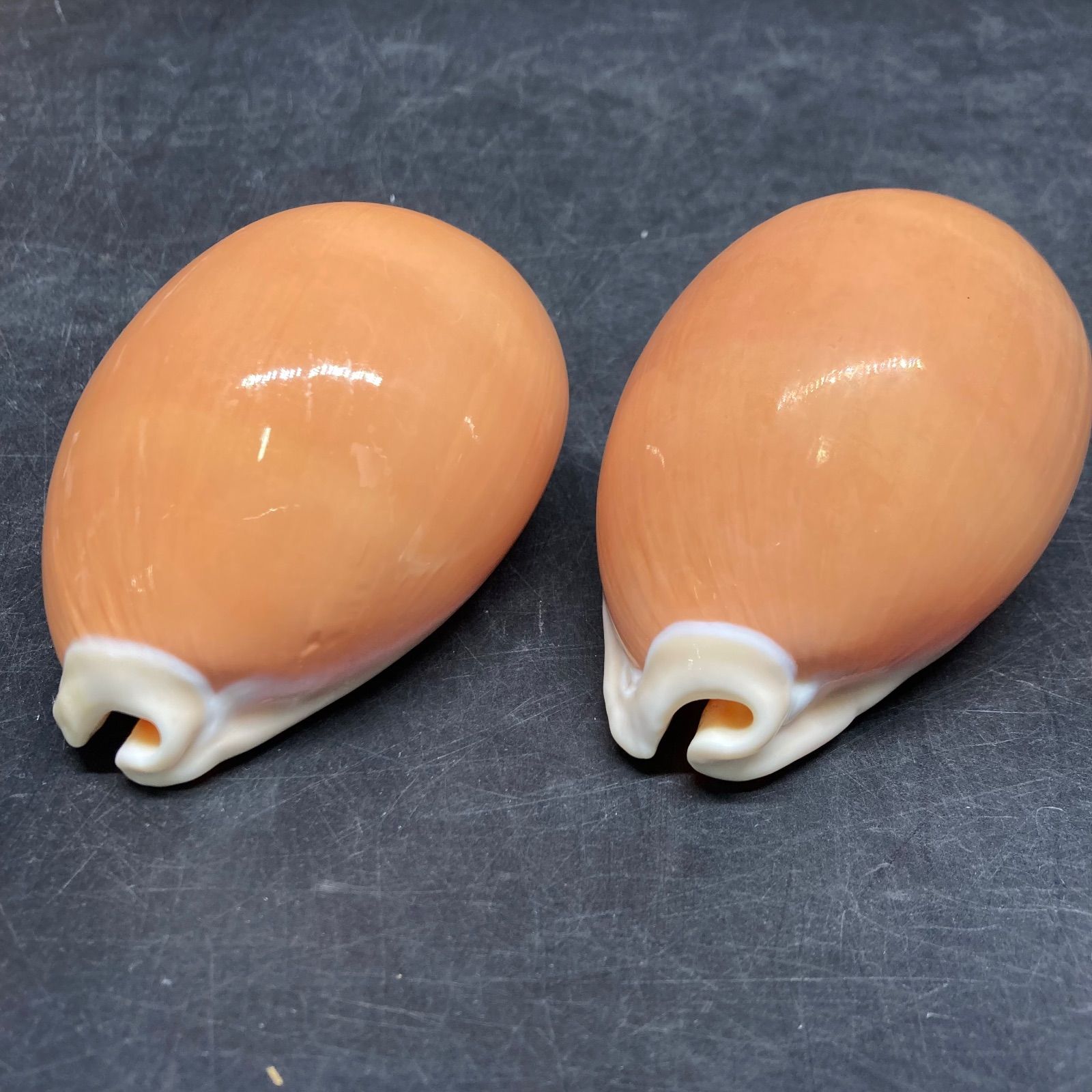 K0069 美品 貝殻 標本 ナンヨウダカラ 2個セット - メルカリ