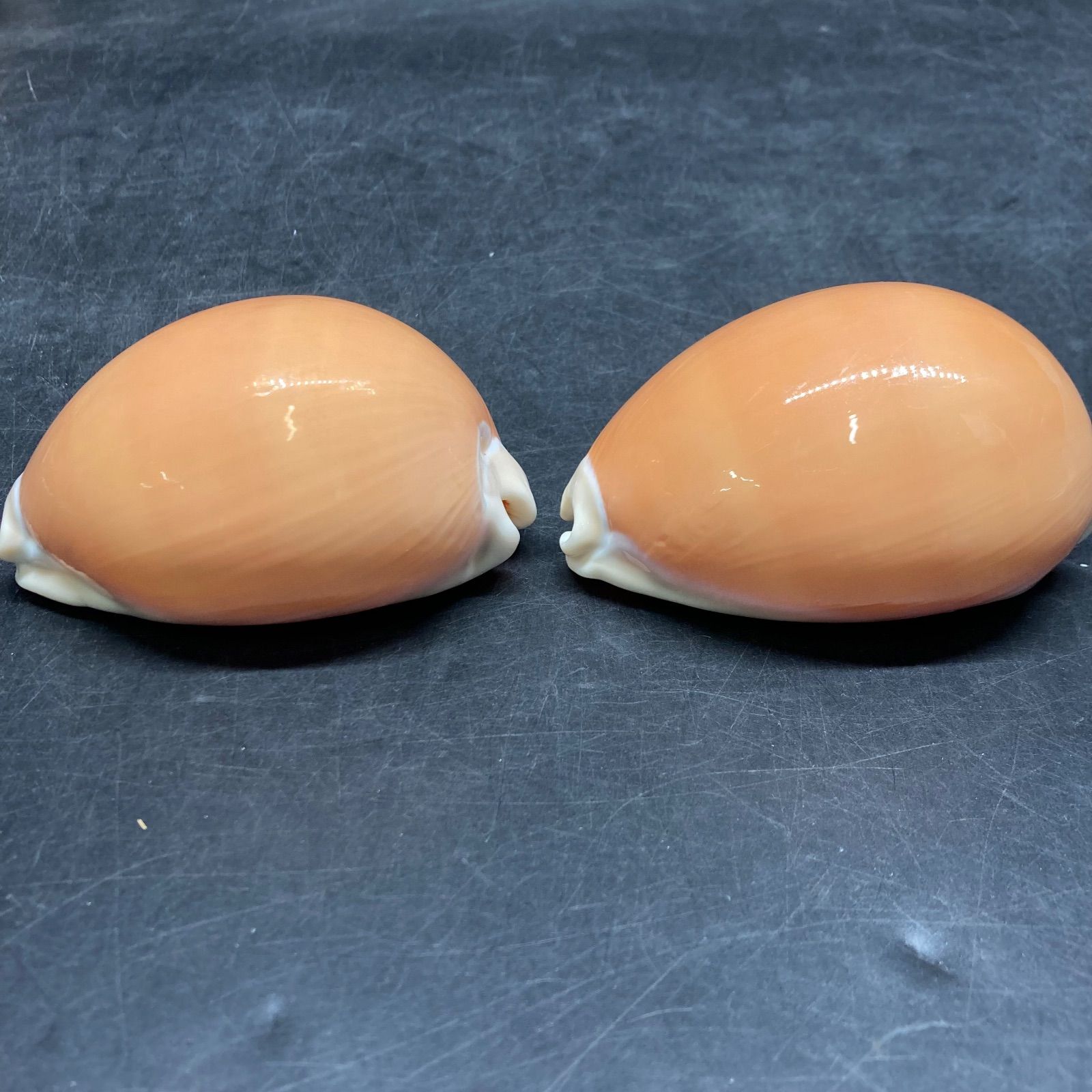 ナンヨウダカラガイ　まとめ売り　バラ売り可 ナンヨウダカラガイ まとめ売り バラ売り可