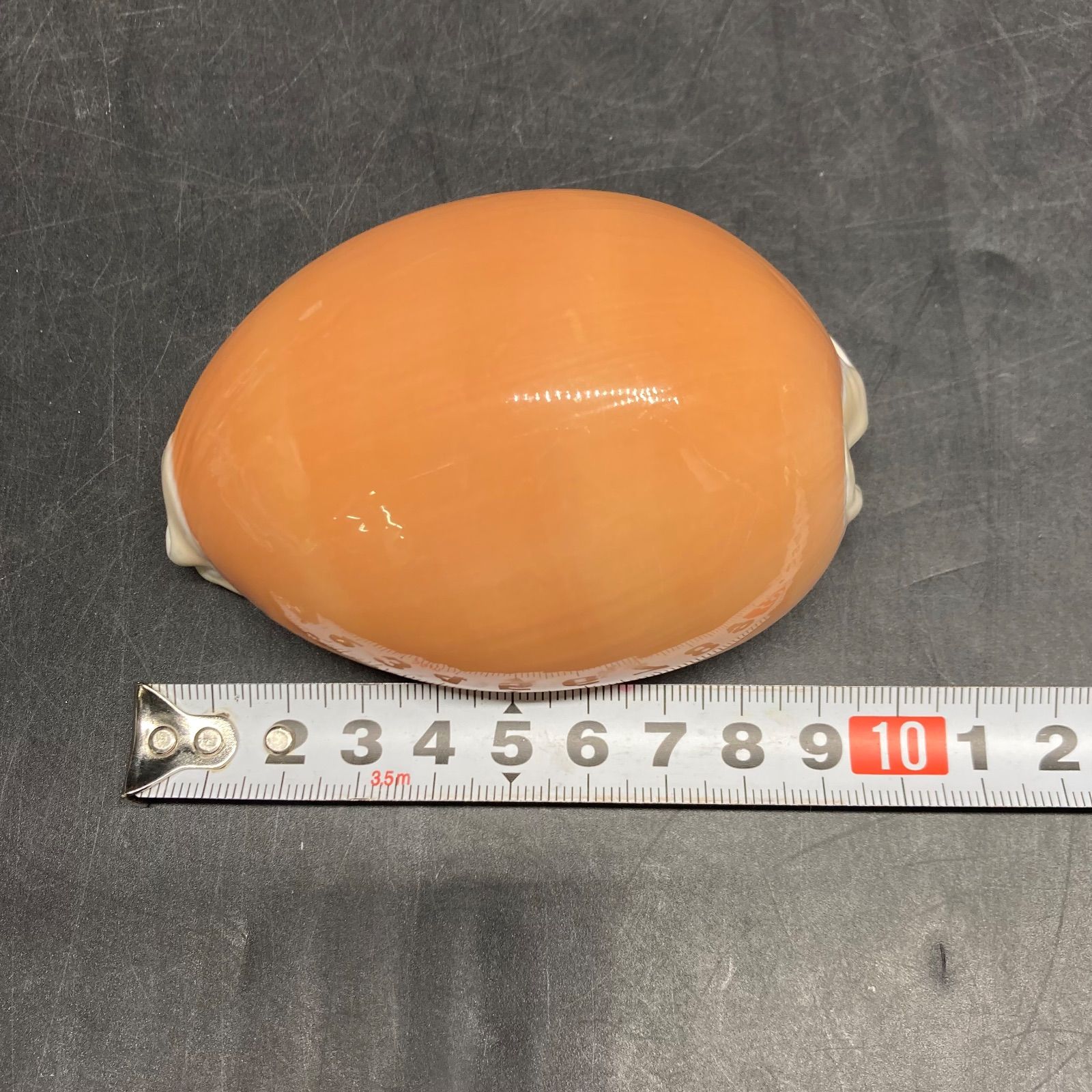 ナンヨウダカラ 約9㎝ 貝殻 標本 ナンヨウダカラ | 貝の図鑑