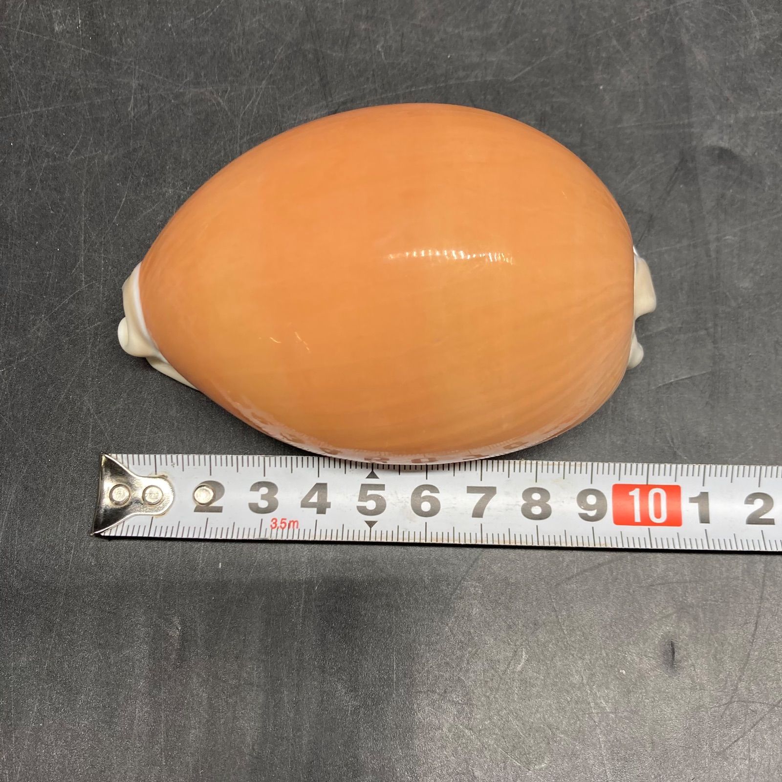 K0069 美品 貝殻 標本 ナンヨウダカラ 2個セット - メルカリ