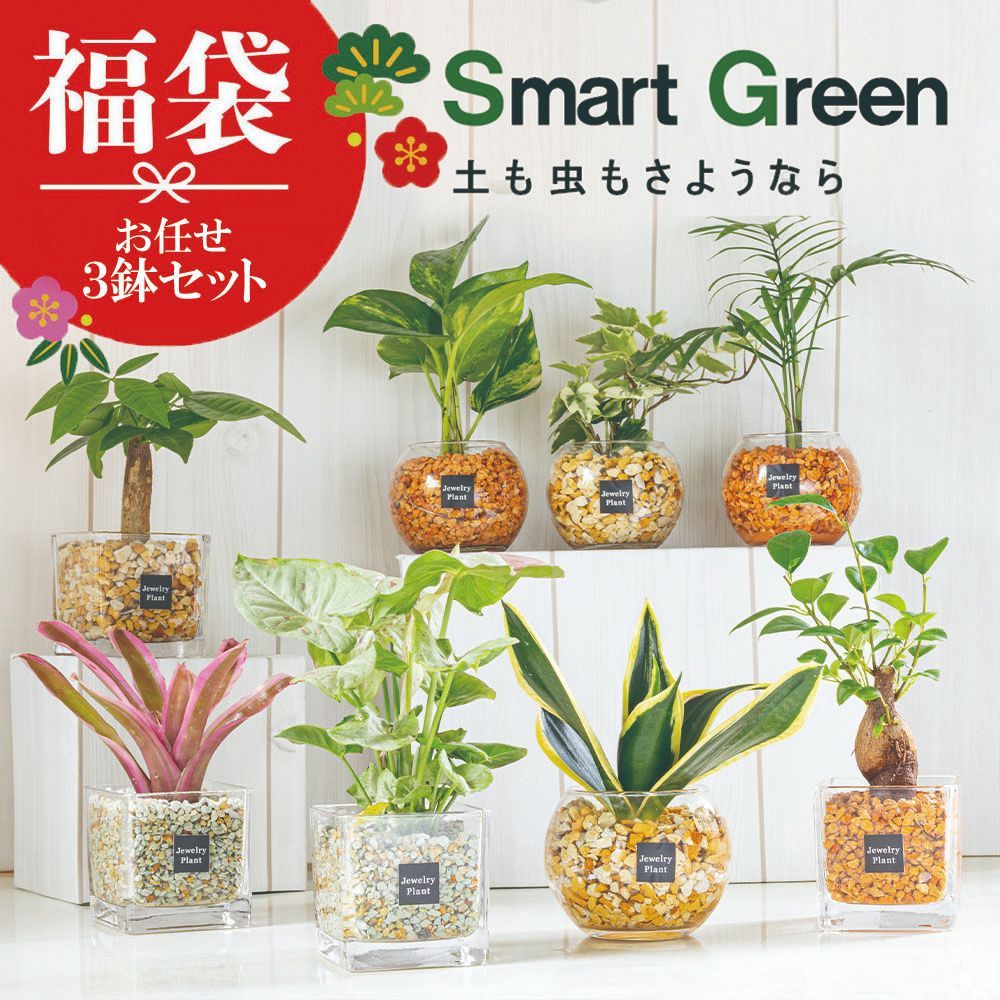 コルムナアルバ 実生 鉢植えメルカリ便送料込み コルムナアルバ 実生