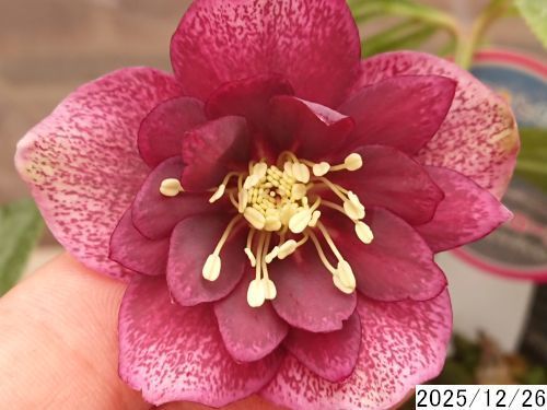 多弁クリスマスローズ 花6 つぼみ13 152☆蕾たくさん！ レッドピンク