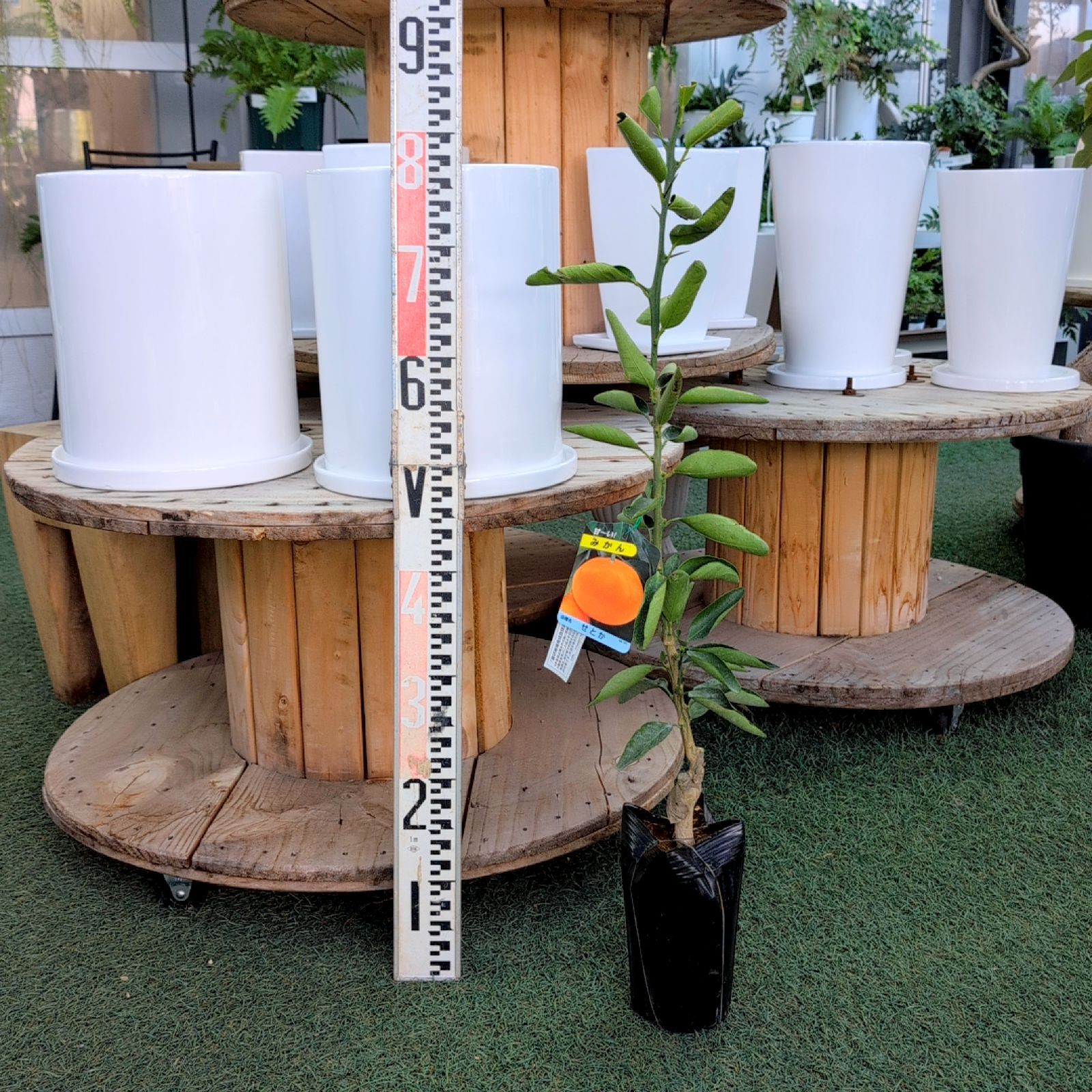 M*X様 マクドガリー 群生 実生 鉢植え メルカリ便送料込み みかん せとか【苗木】 1ポット販売 おまかせ特価 ポットのまま発送