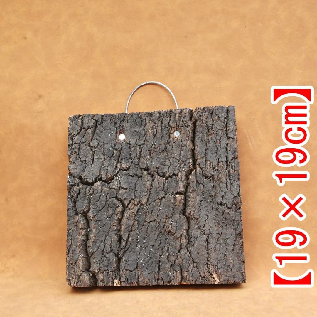 250922 ポルトガル産 キャノンコルク コルク樹皮 コルク板バージンコルク 250922 ポルトガル産 キャノンコルク コルク樹皮 コルク板バージン