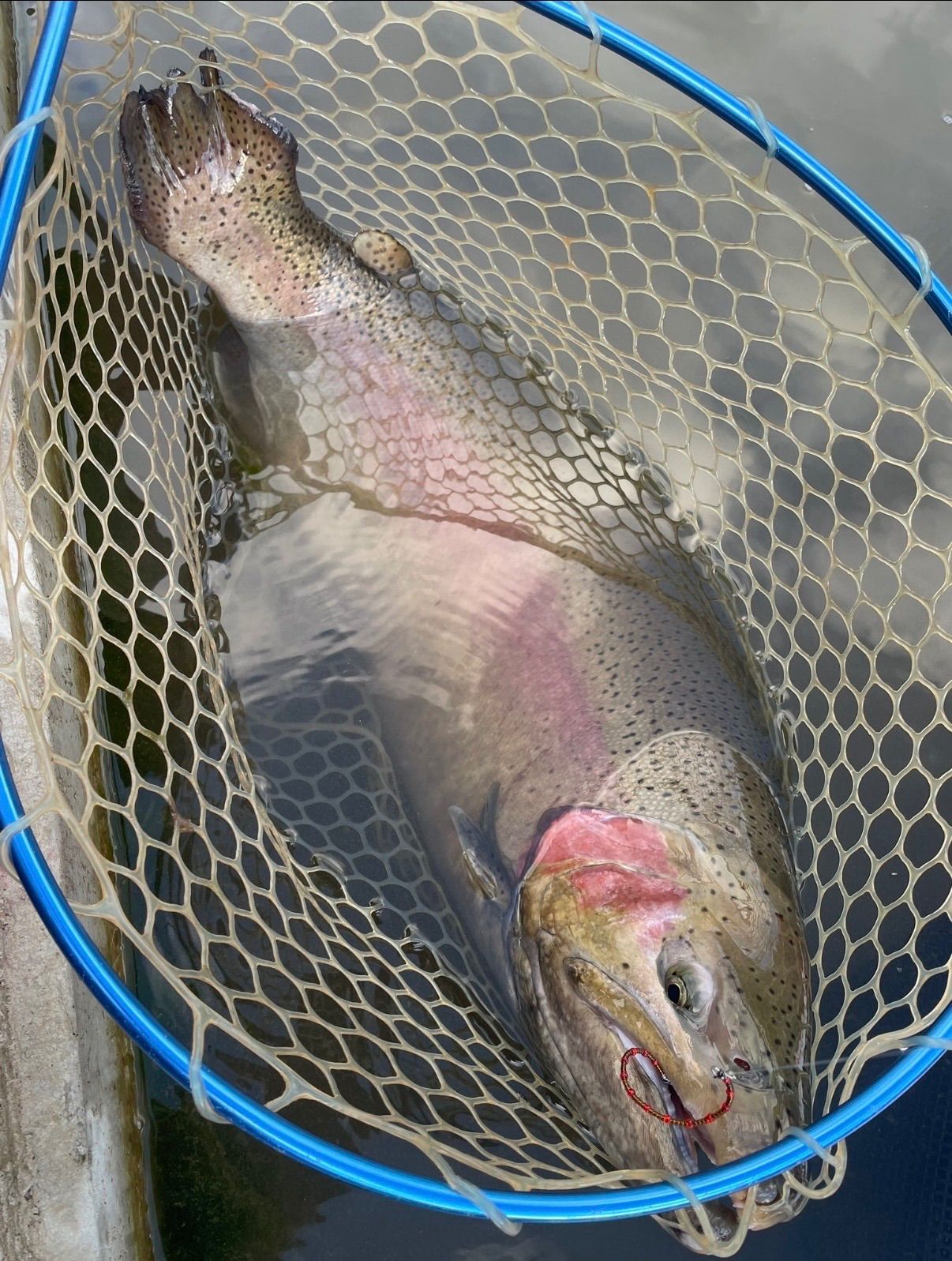 国内未発売限定カラー！】管釣り エリアトラウト 【形状記憶】海鱒