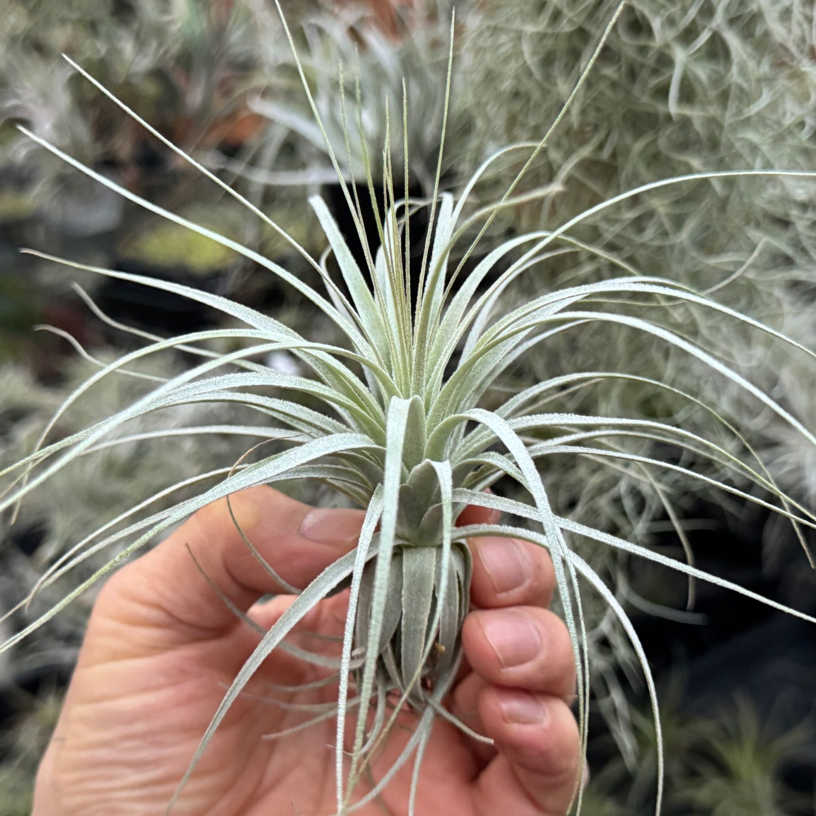 現品＊ 特大極上株＊ チランジア チャペウエンシス Tillandsia