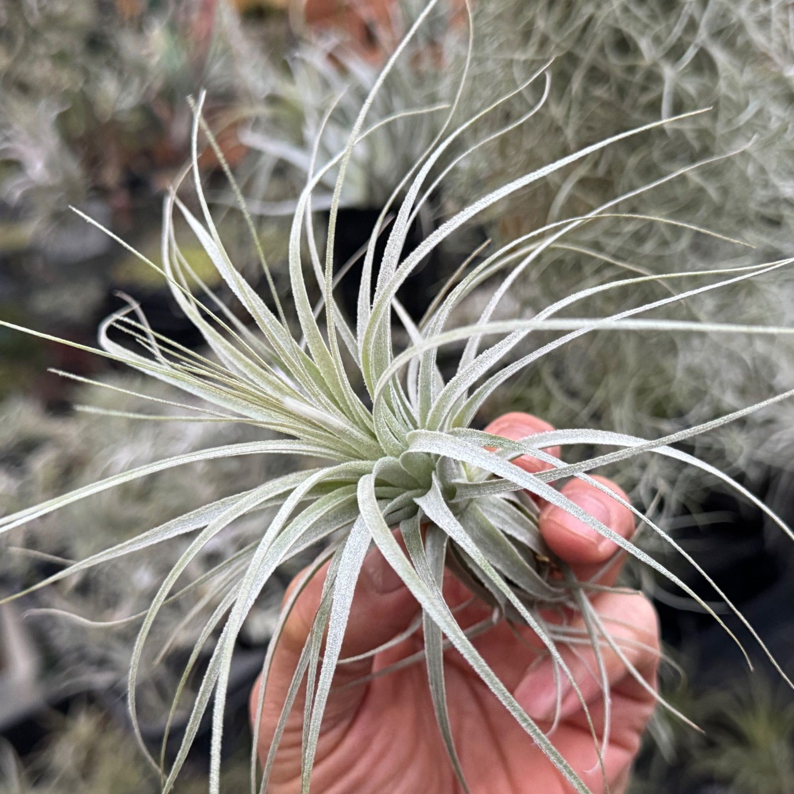 現品＊ 特大極上株＊ チランジア チャペウエンシス Tillandsia