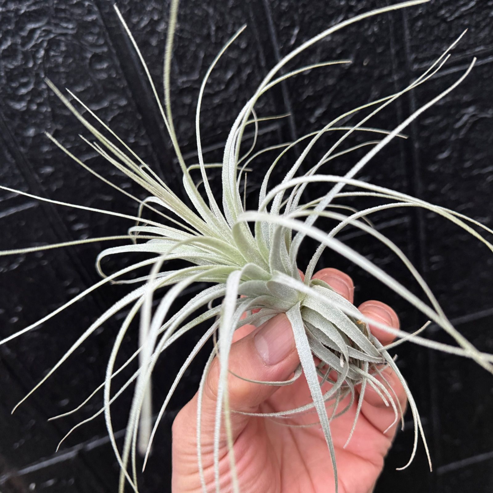 現品＊ 特大極上株＊ チランジア チャペウエンシス Tillandsia