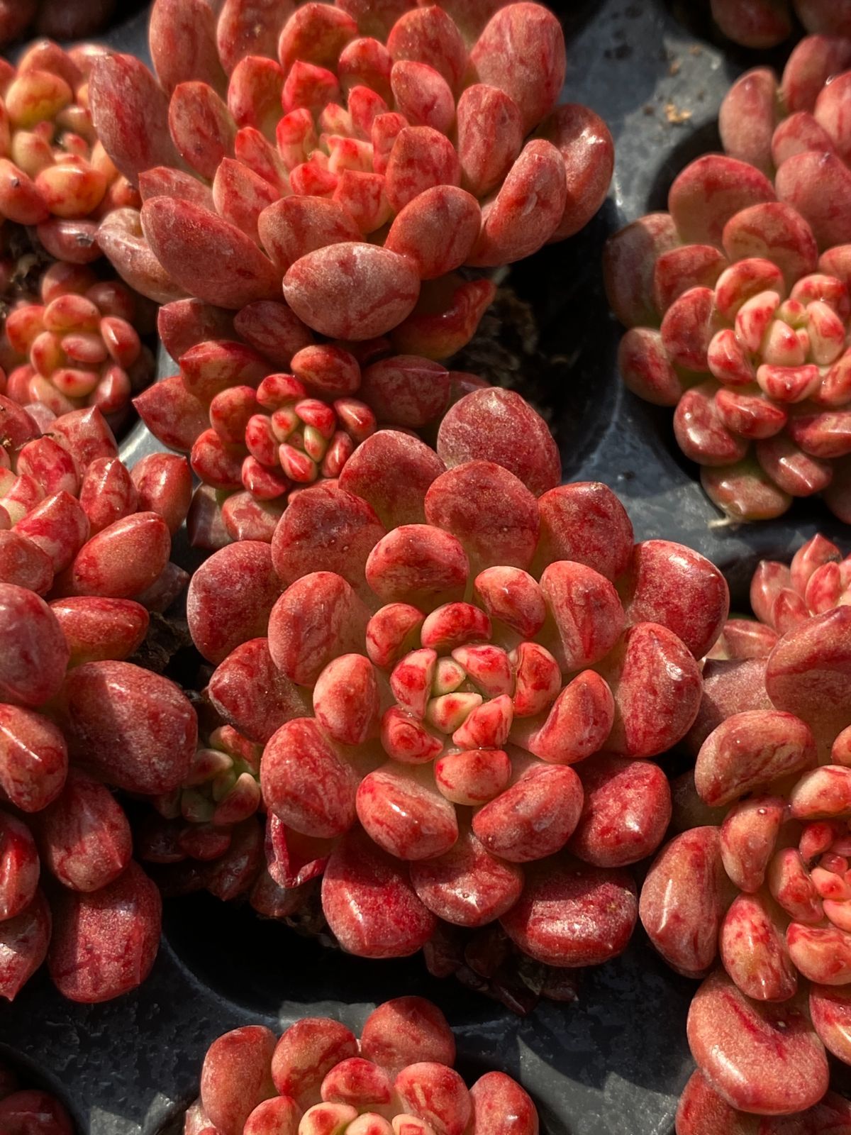 ZM11×105苗 ルビークラスタ 土付き 肉厚 多肉植物 アエオニウム