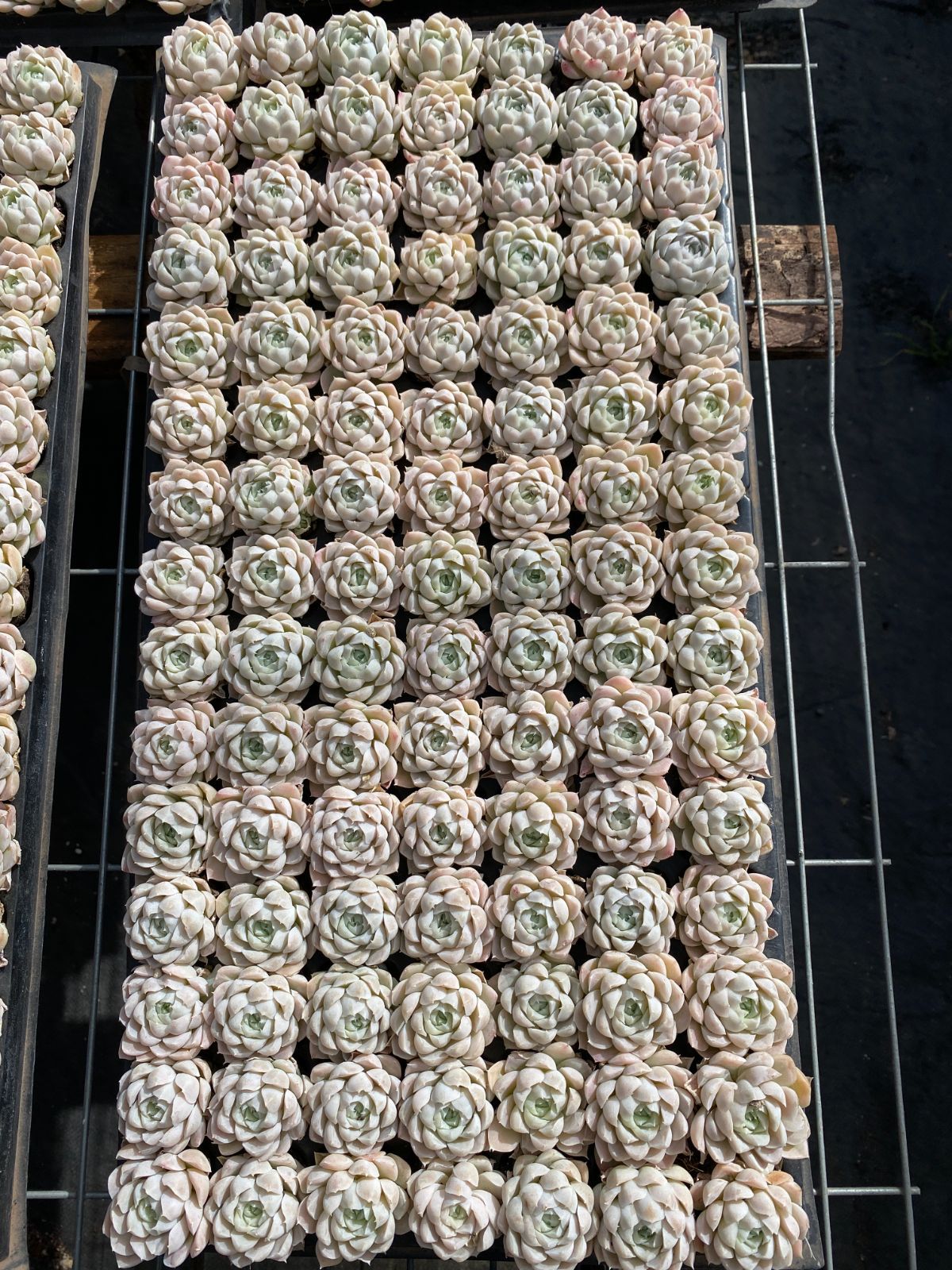 ANLX2×105苗 ホワイトムーンシャドウ 土付き 肉厚 多肉植物