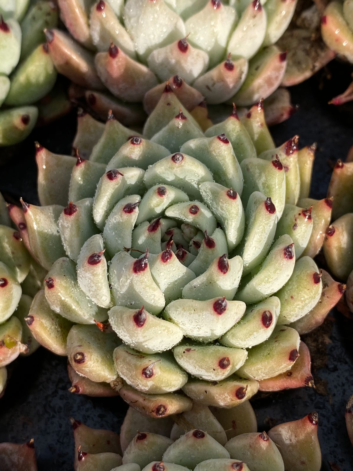X10×72苗 グリーンクロー 土付き 肉厚 多肉植物 アエオニウム