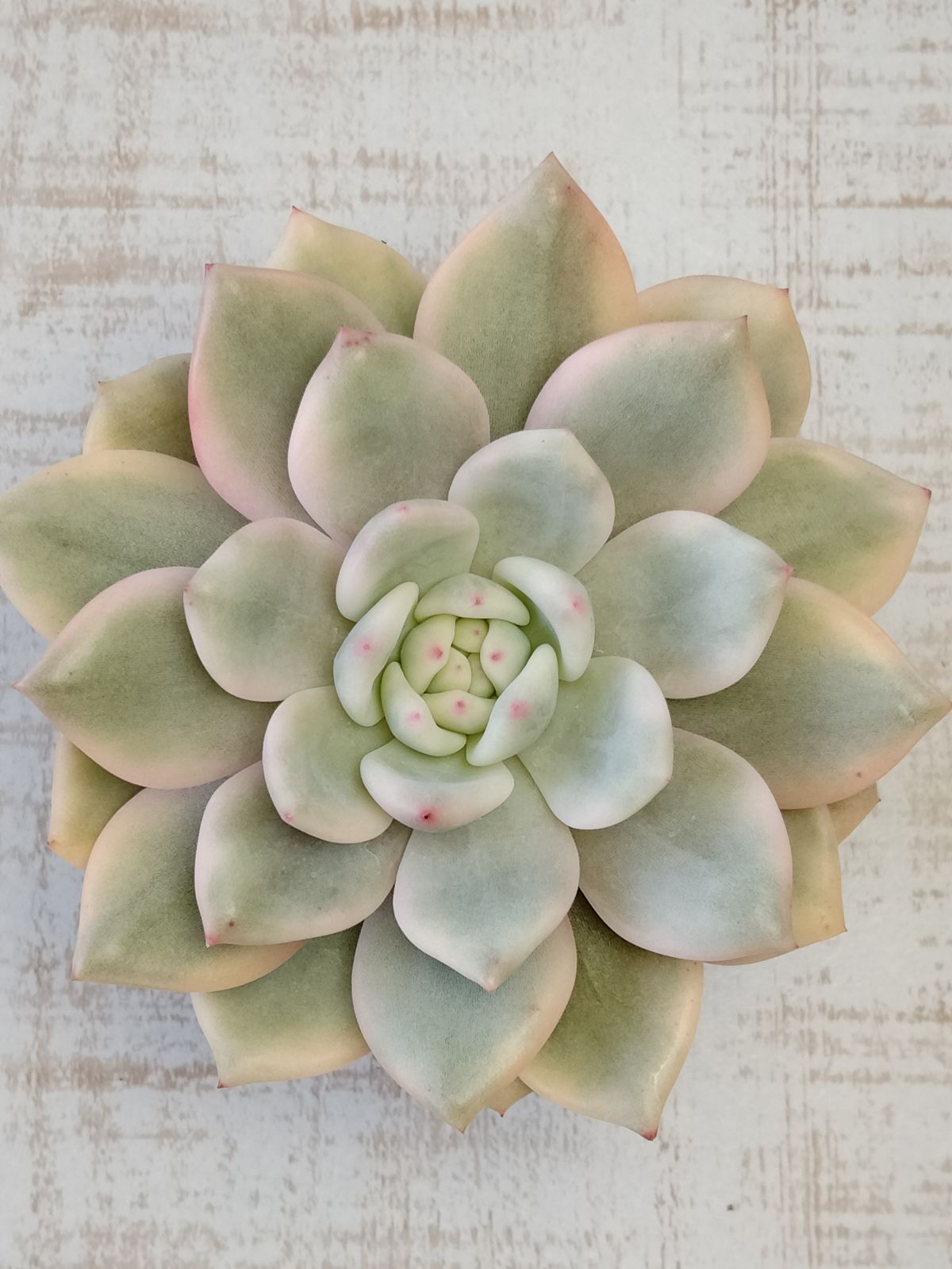 お纏め　多肉植物　小苗❁︎アリエル錦　発根済 お纏め 多肉植物 小苗❁︎アリエル錦 発根済 多肉植物 小苗