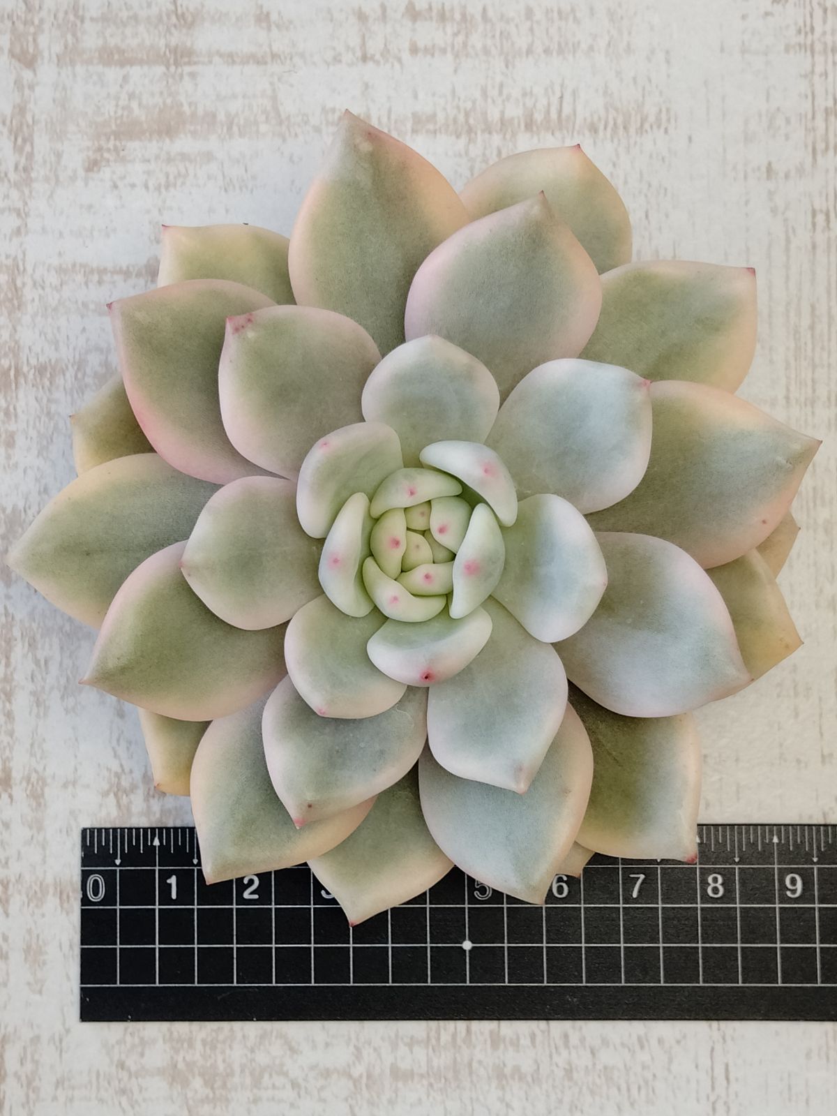 アリエル錦 ② 大苗 多肉植物 - メルカリ