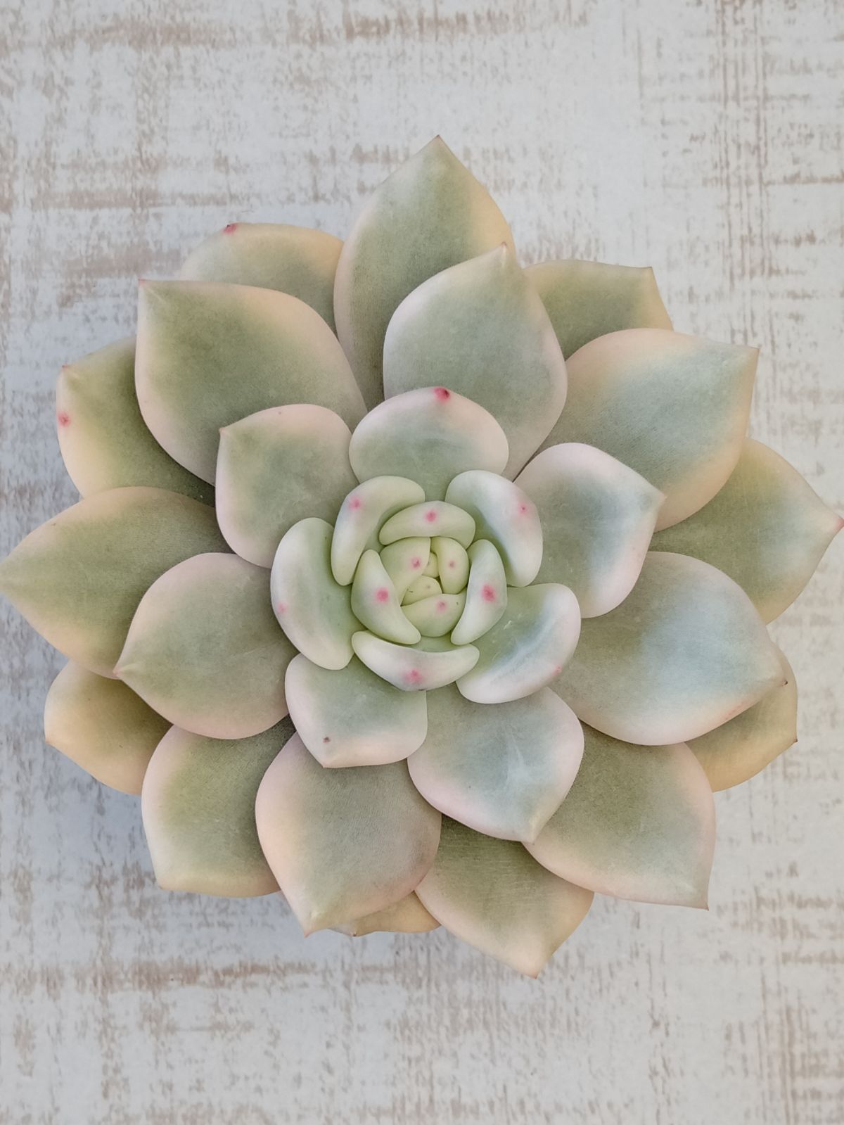 アリエル錦 ① 大苗 多肉植物 【公式通販】