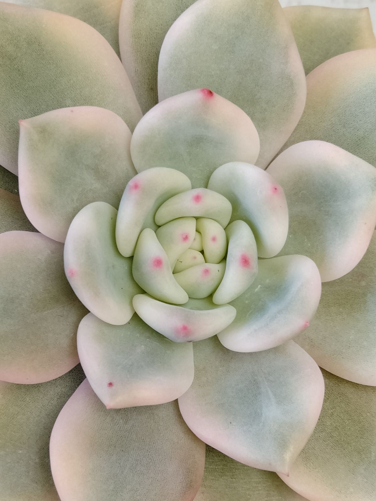 アリエル錦 ① 大苗 多肉植物 【公式通販】