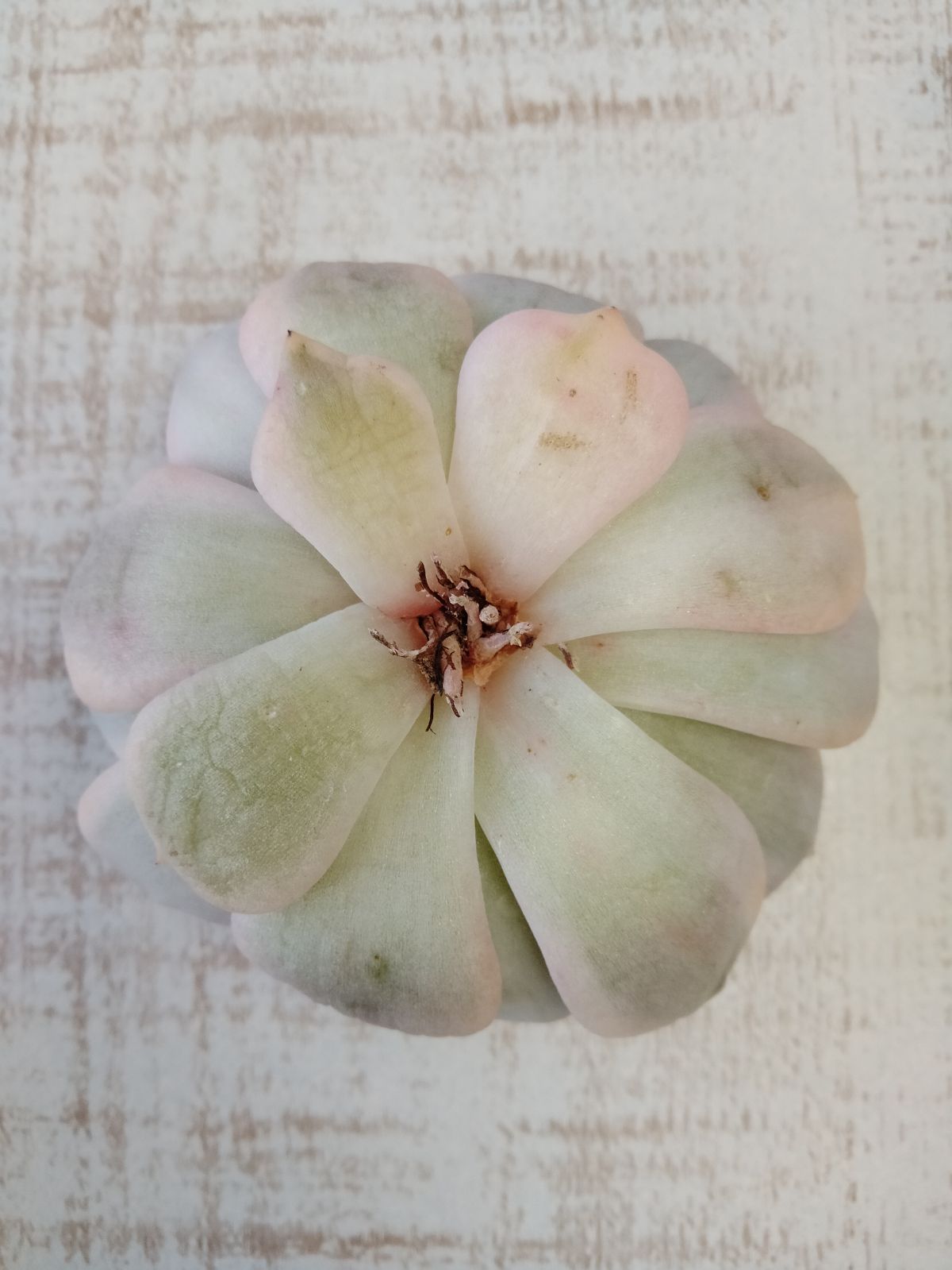 アリエル錦 ① 大苗 多肉植物 【公式通販】