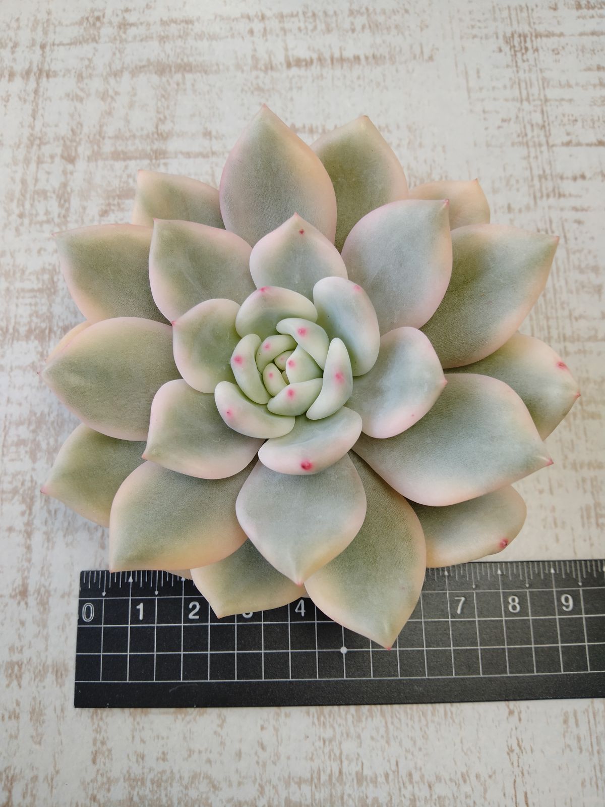 アリエル錦 ① 大苗 多肉植物 【公式通販】