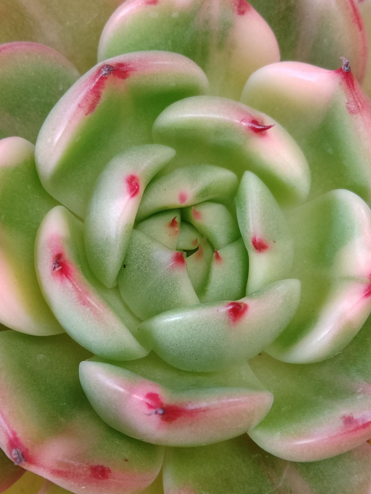 多肉植物 フラメンコ錦 A - メルカリ