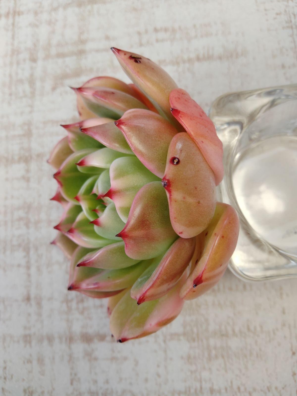 多肉植物 フラメンコ錦 A - メルカリ