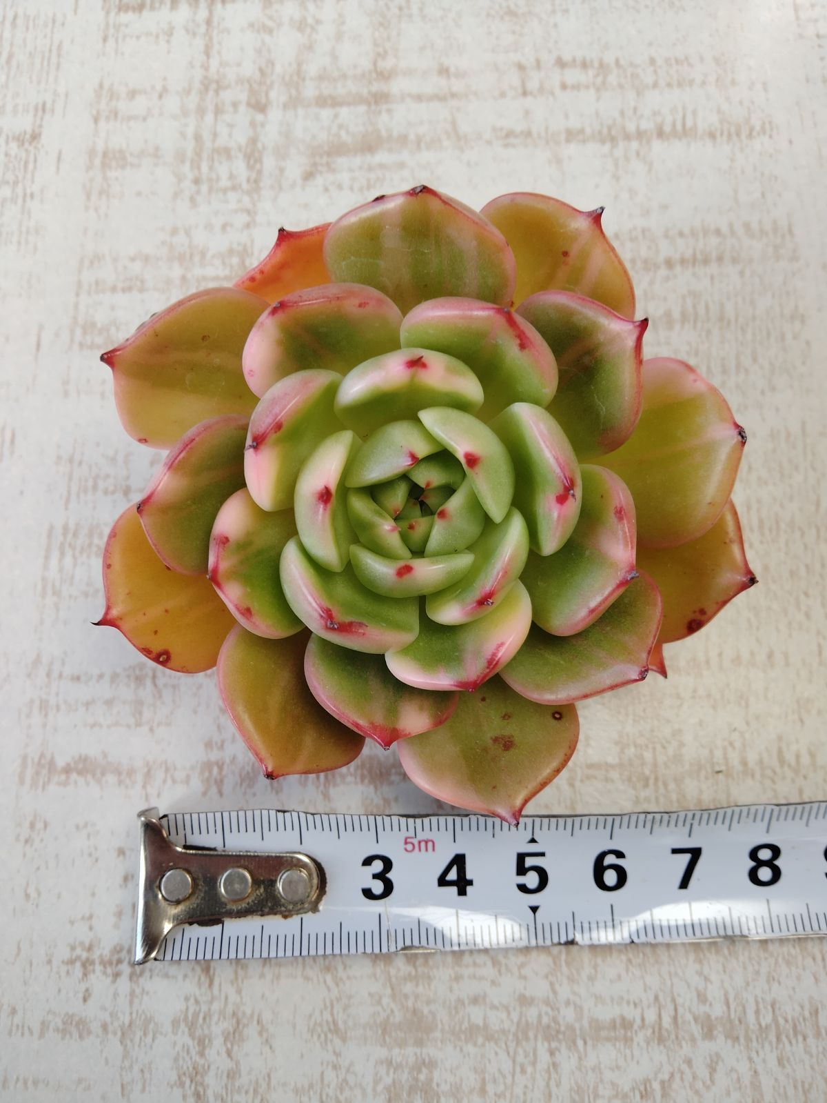 多肉植物 フラメンコ錦 A - メルカリ