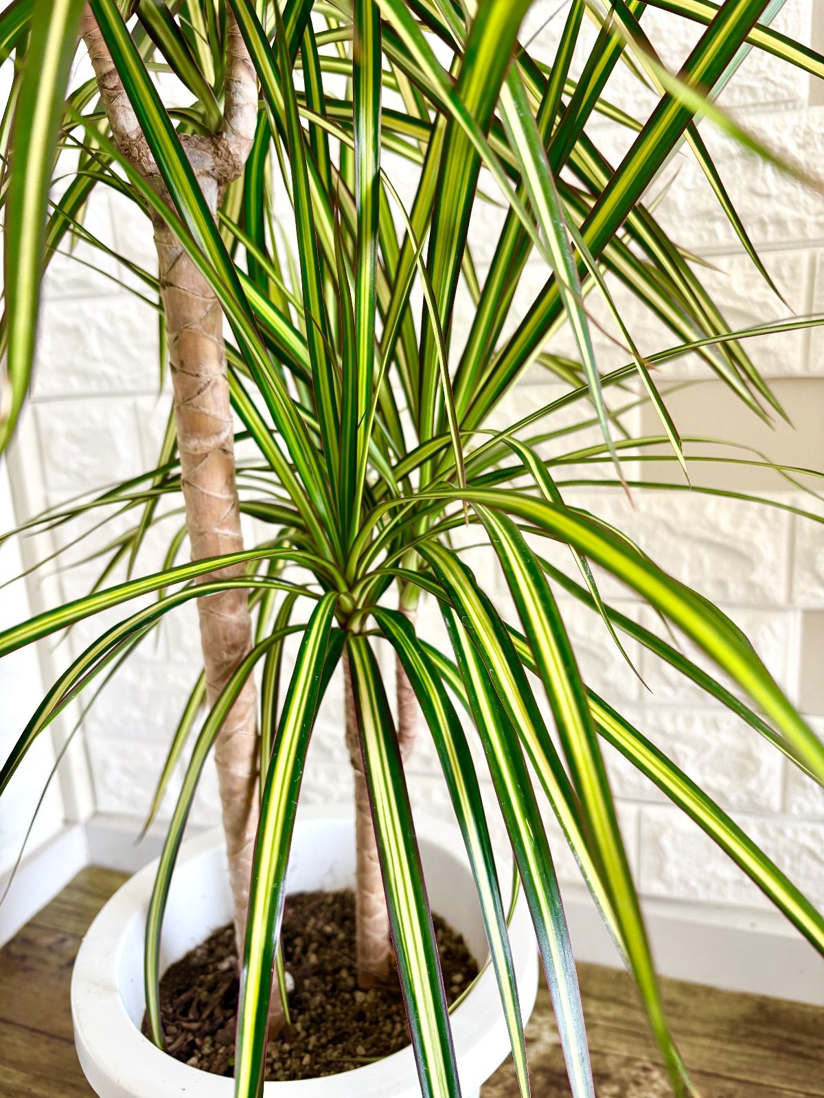 希少⭐️レア品種⭐️ドラセナコンシンネ⭐️マジナータゴールド