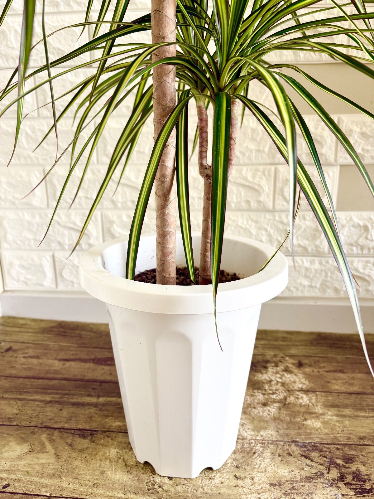 希少⭐️レア品種⭐️ドラセナコンシンネ⭐️マジナータゴールド