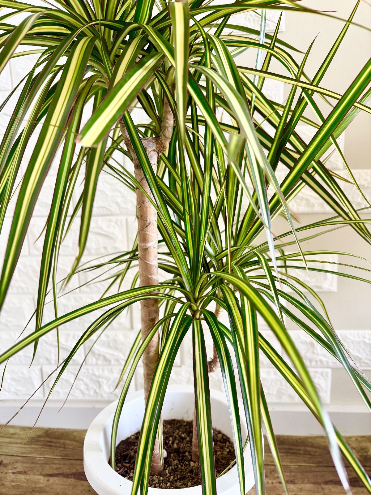 希少⭐️レア品種⭐️ドラセナコンシンネ⭐️マジナータゴールド