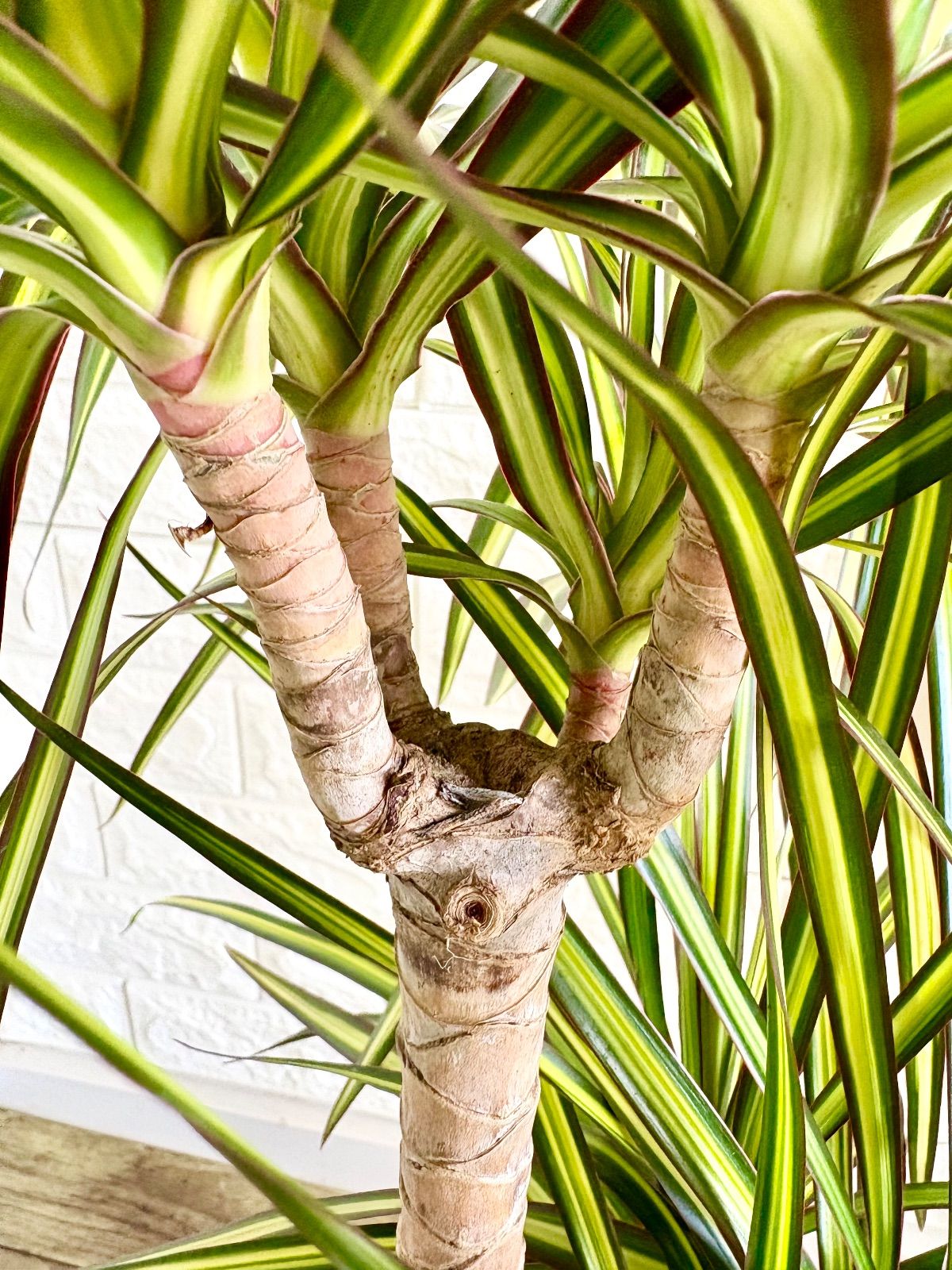 希少⭐️レア品種⭐️ドラセナコンシンネ マジナータゴールド - メルカリ