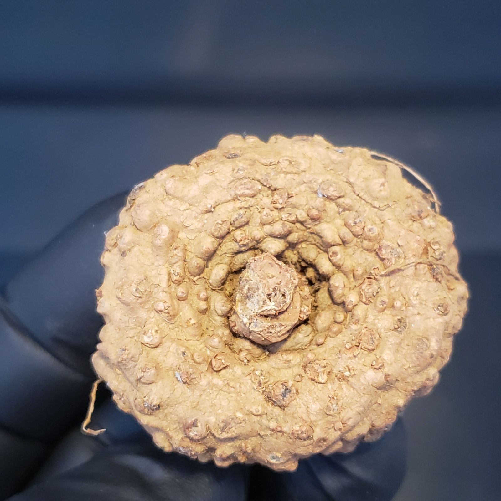 J118【最新到着】Dorstenia エレンベッキアナ（現地球・抜き苗）【塊根