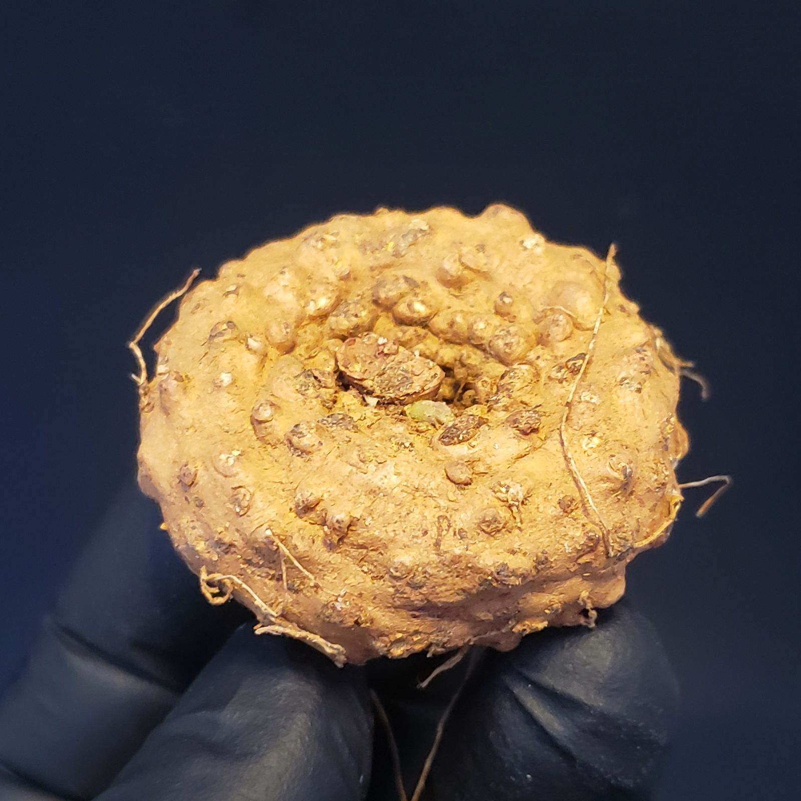 J119【最新到着】Dorstenia エレンベッキアナ（現地球・抜き苗）【塊根