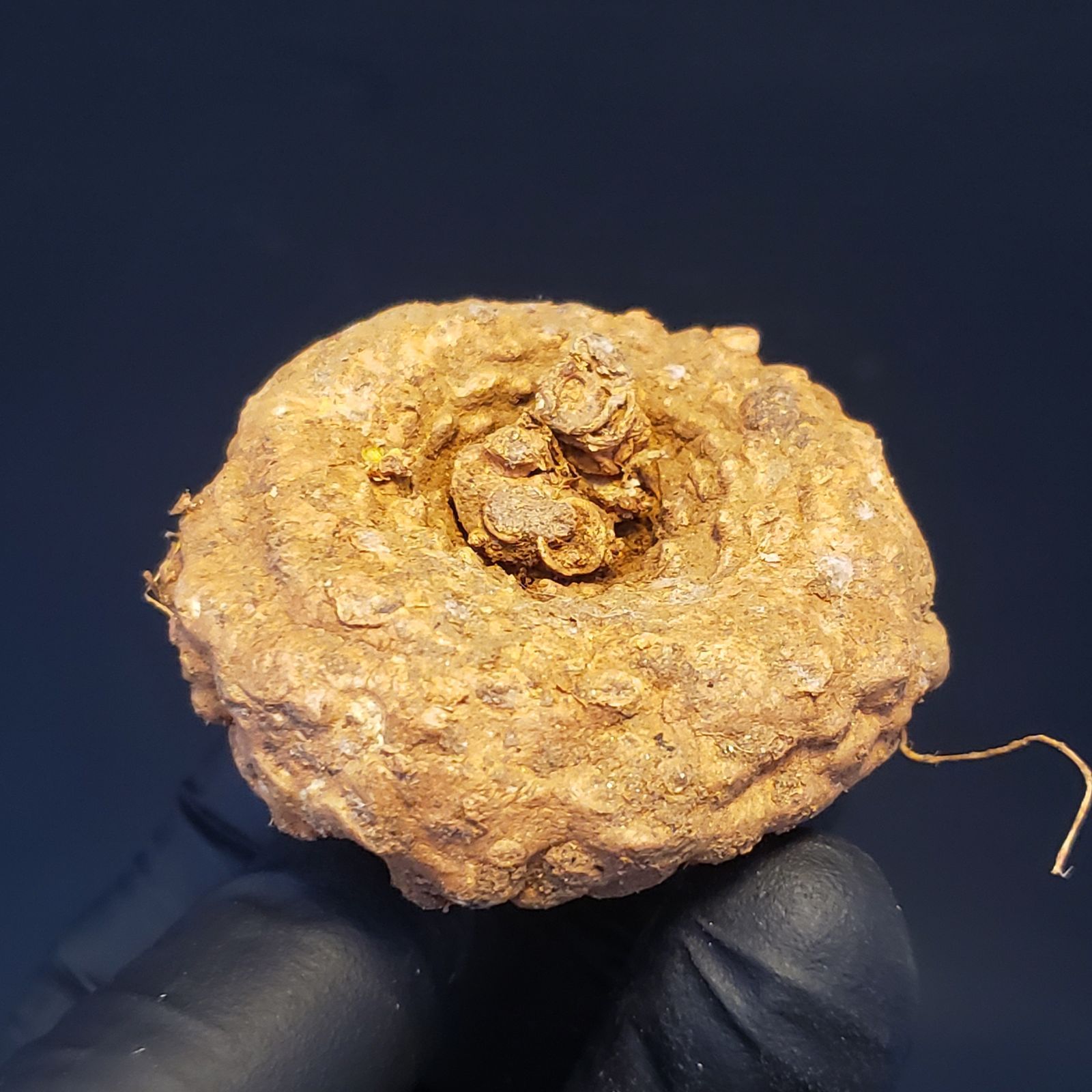 ドルステニア　エレンベッキアナ　種子4粒 ドルステニア エレンベッキアナ 種子4粒 ドルステニア エレンベッキ