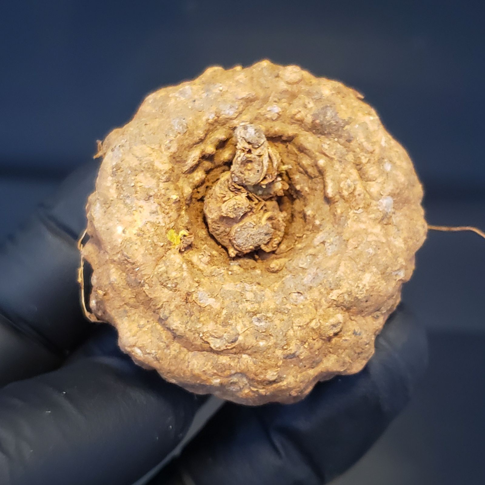 J120【最新到着】Dorstenia エレンベッキアナ（現地球・抜き苗）【塊根