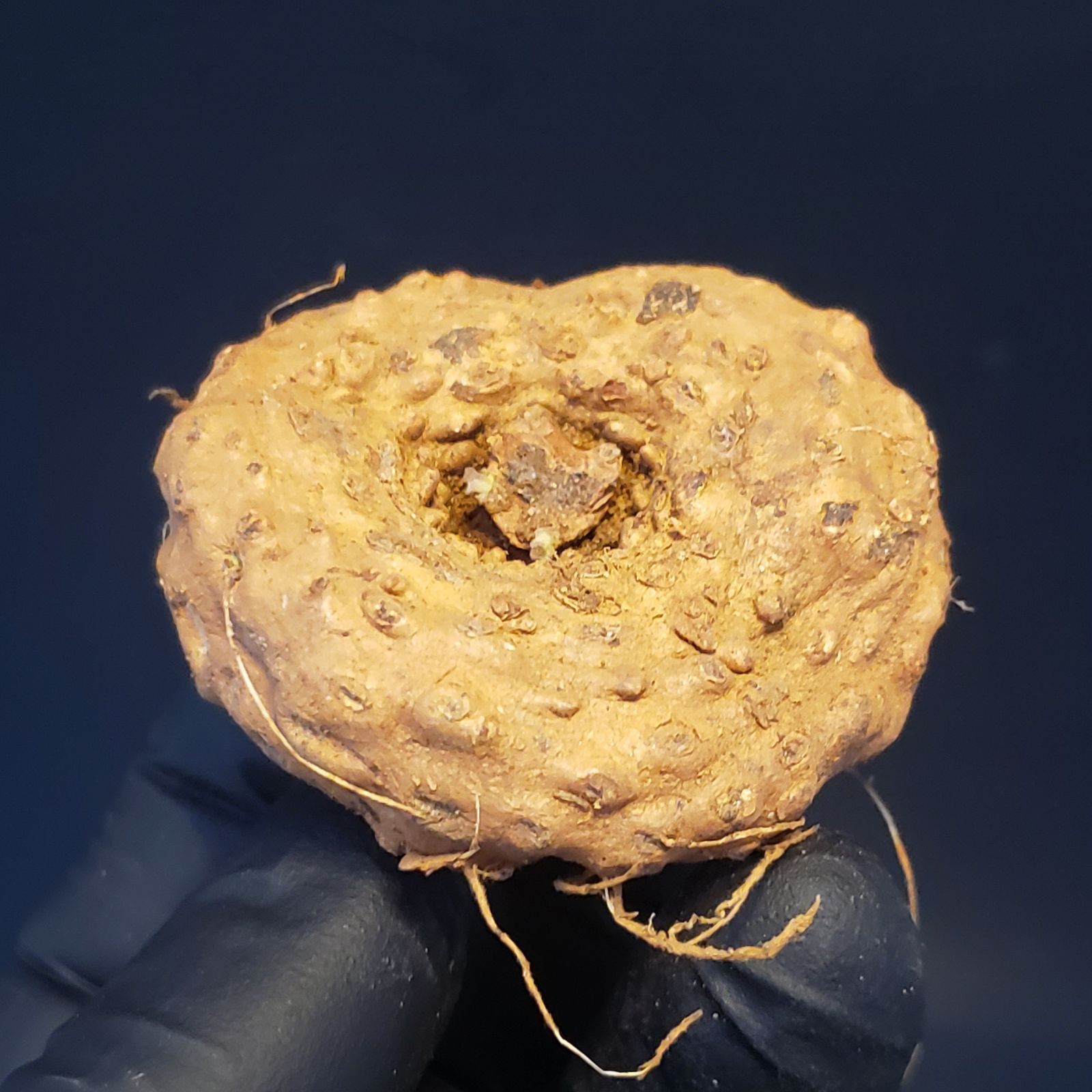 ドルステニア エレンベッキアナ ドルステニア エレンベッキアナ(Dorstenia ellenbeckiana) 多肉植物