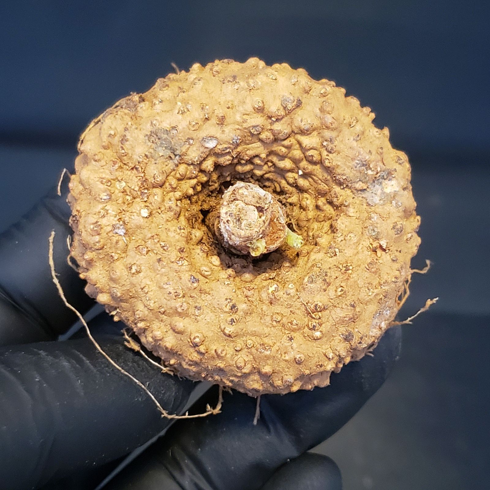 J127【最新到着】Dorstenia エレンベッキアナ（現地球・抜き苗）【塊根