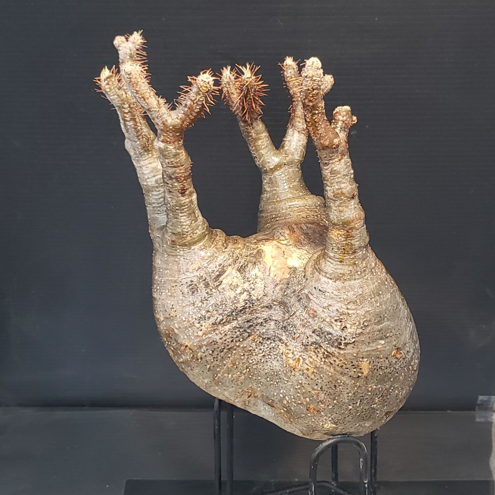 J129【最新到着】Pachypodium グラキリス（M)（現地球・抜き苗）【塊根 