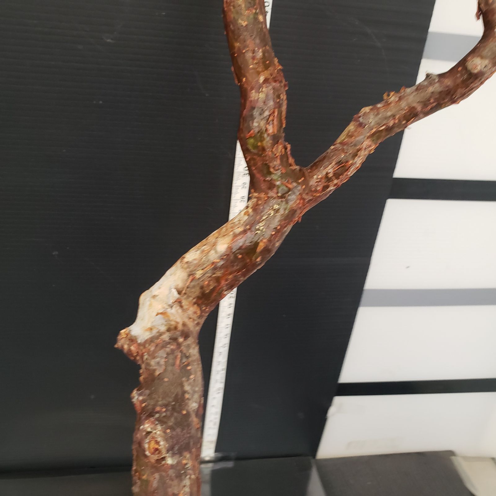 J157【最新到着】Commiphora モンストローサ（現地球・抜き苗）【灌木